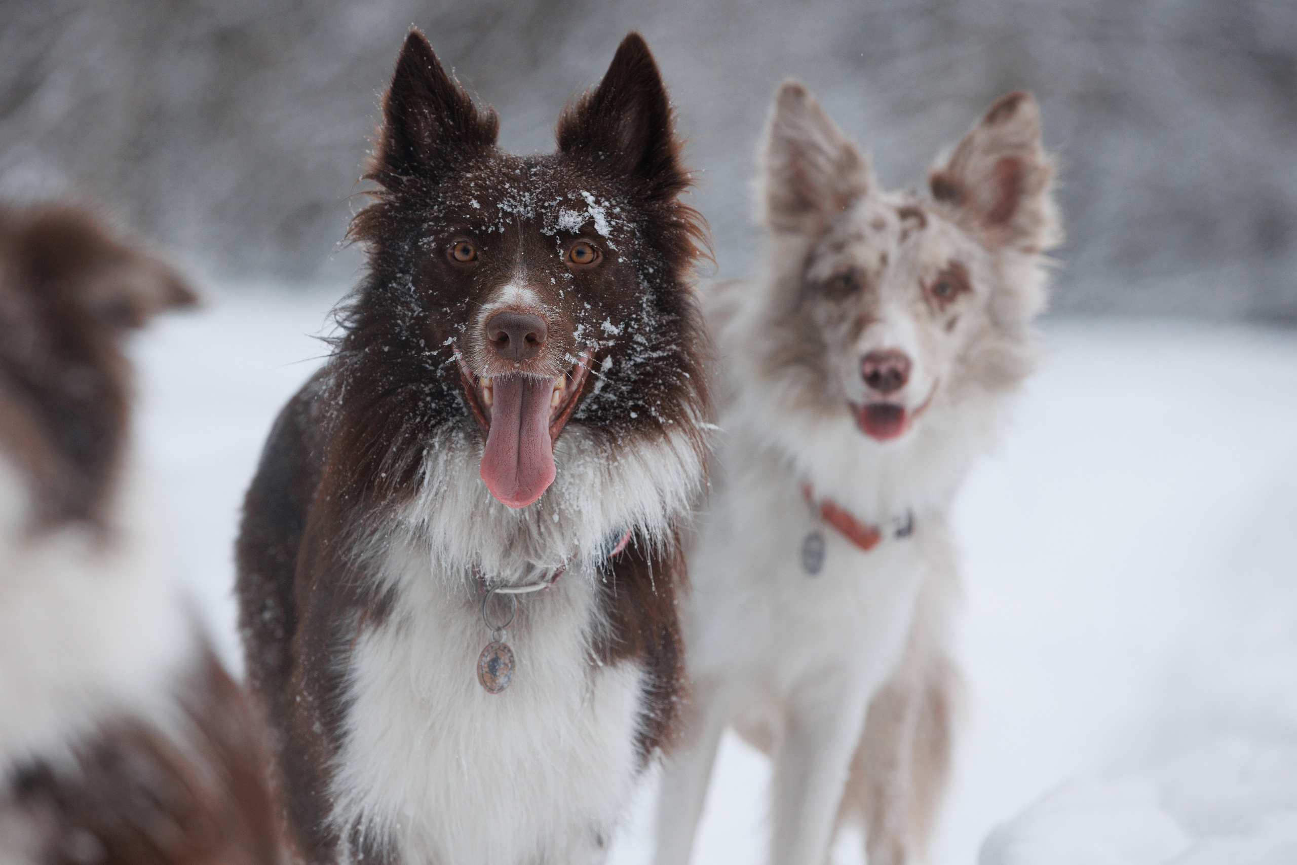Даша и компания. Фотограф анималист Кристина Карпова, Москва
