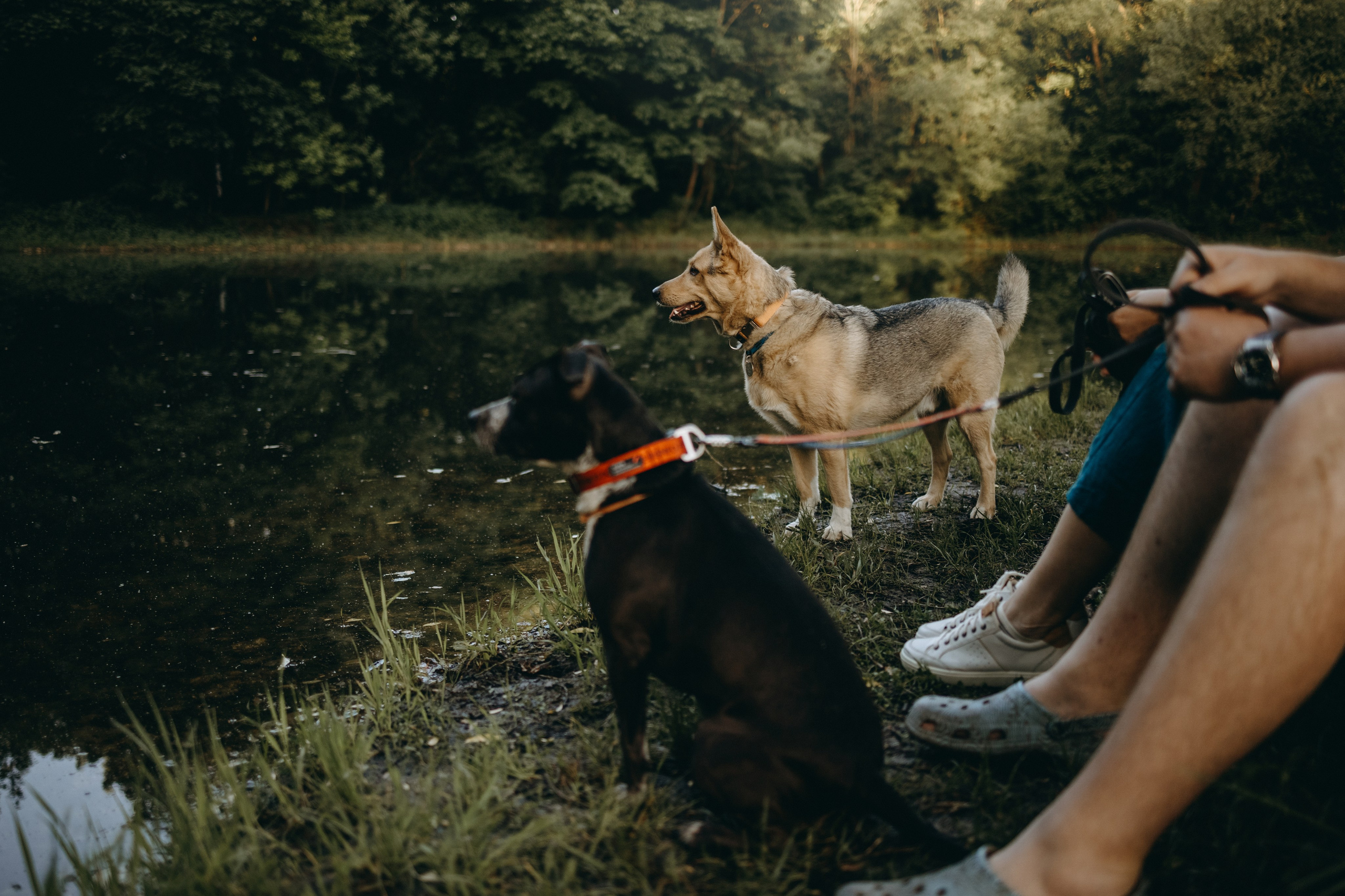 Татьяна, Сергей и их Булочка и Пончик. Фотограф — Анималист | Санкт-Петербург