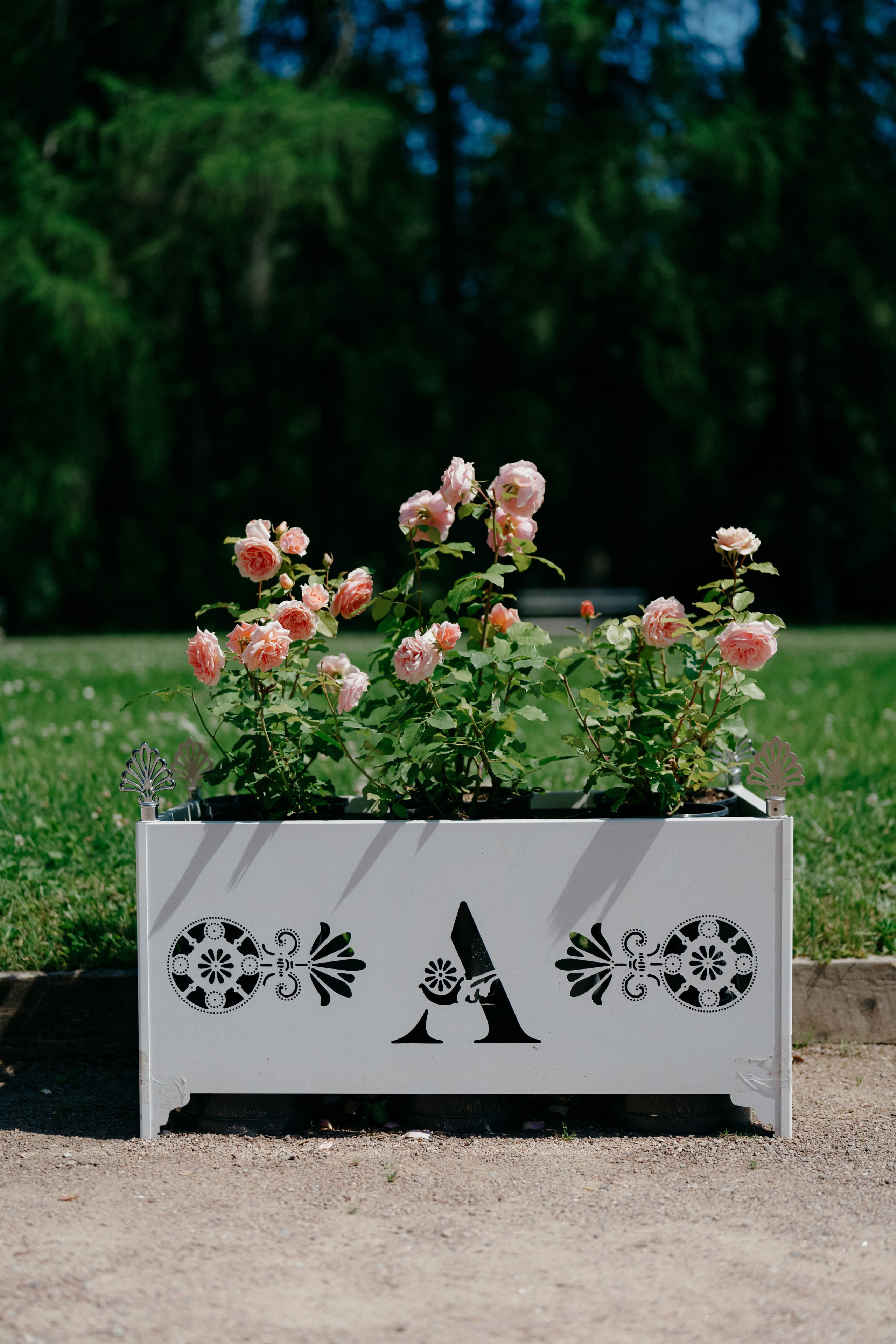 Фестиваль роз. Фотограф в Москве Дмитрий Рогов