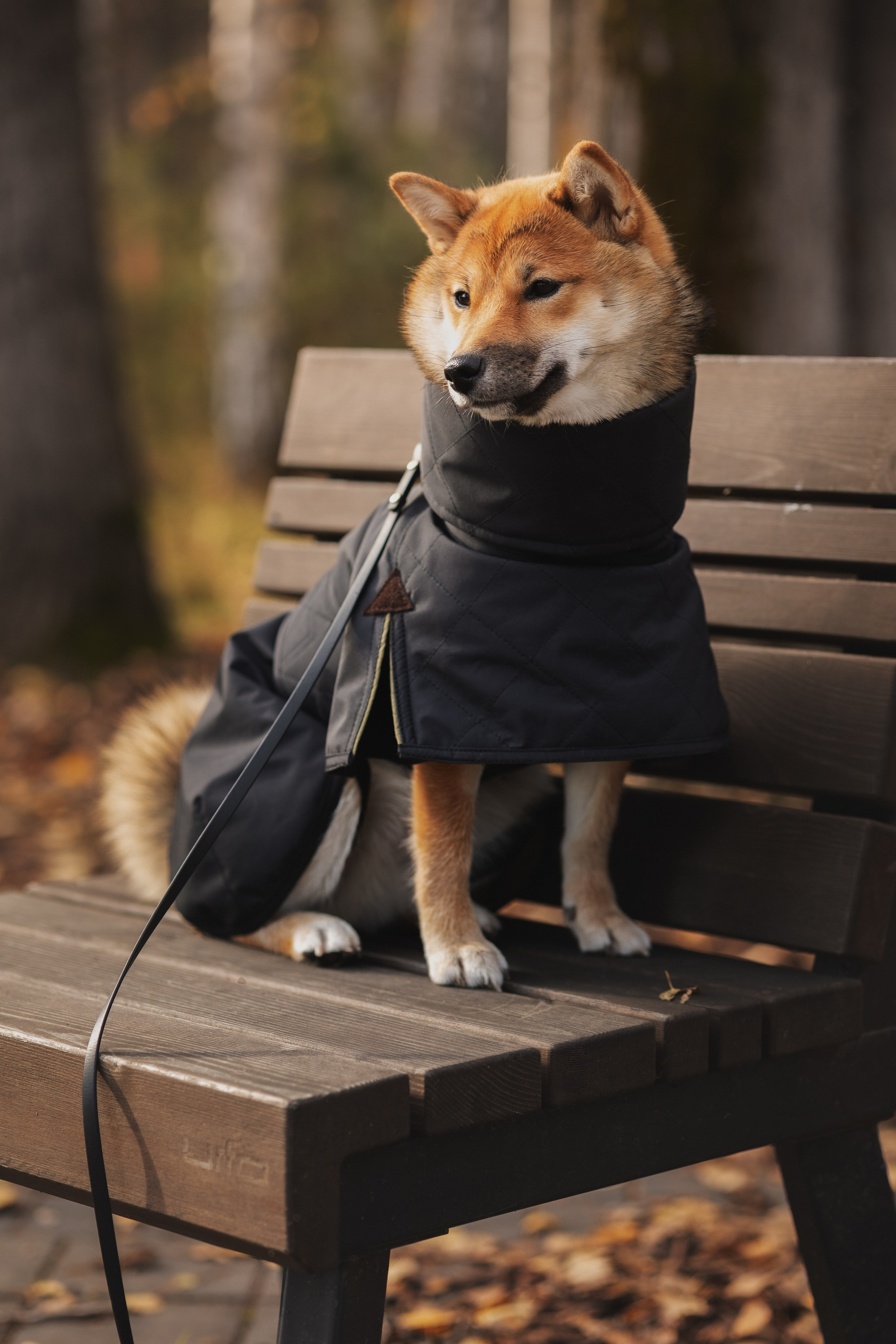 Оши | Сиба-Ину |. Фотограф