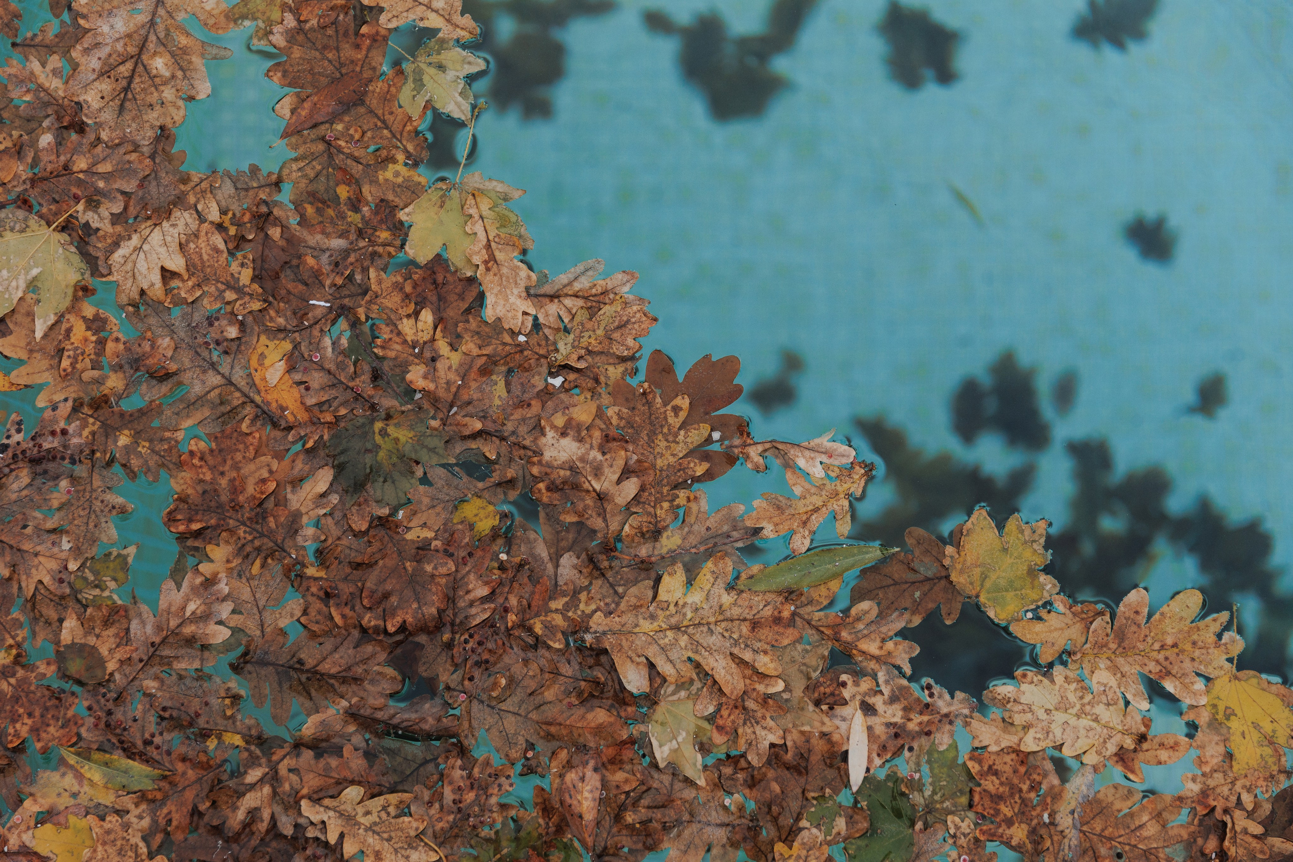 Santa Barbara. Свадебная прогулка. Главная