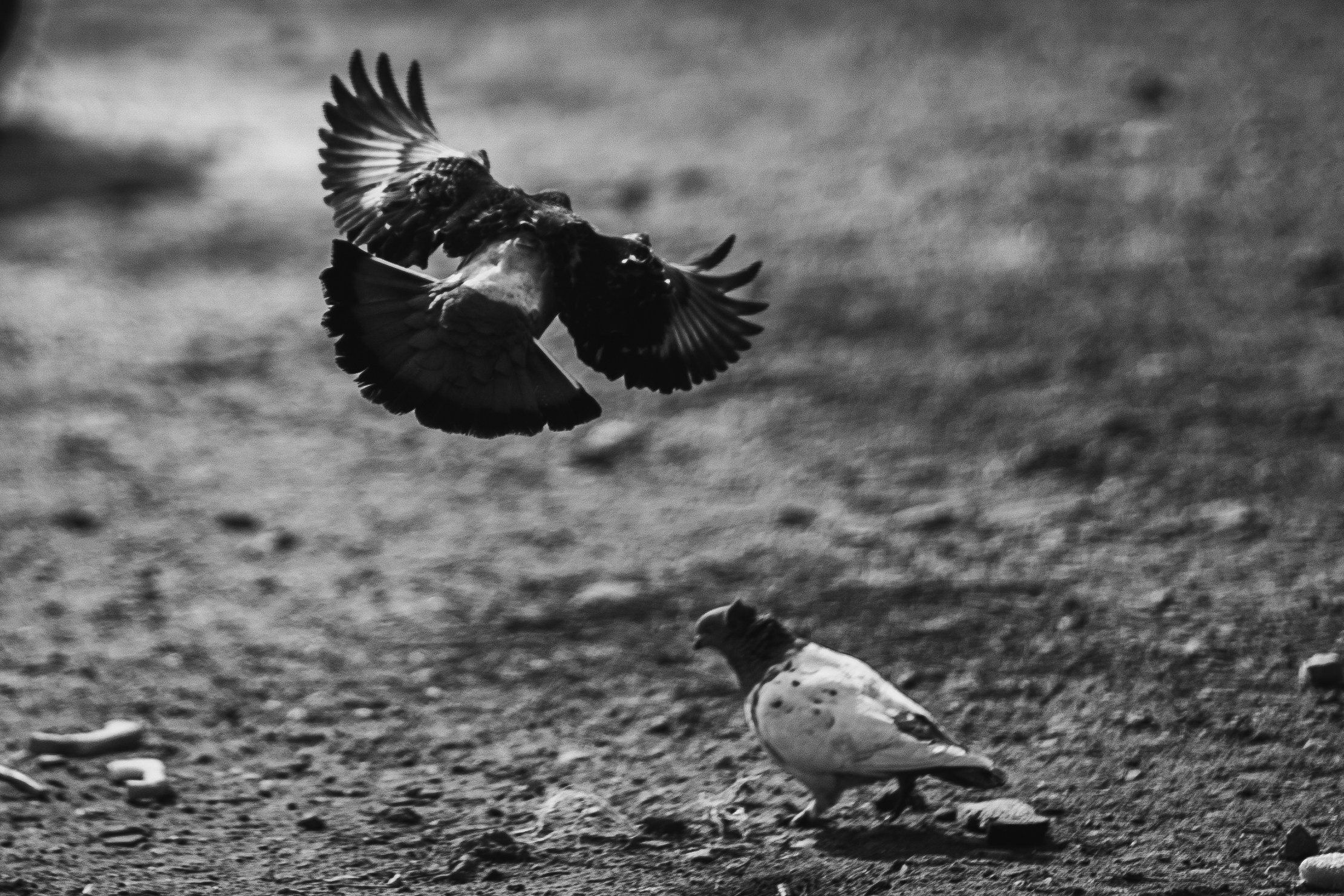 Животные. Фотограф в Ростове-на-Дону Ника Обида