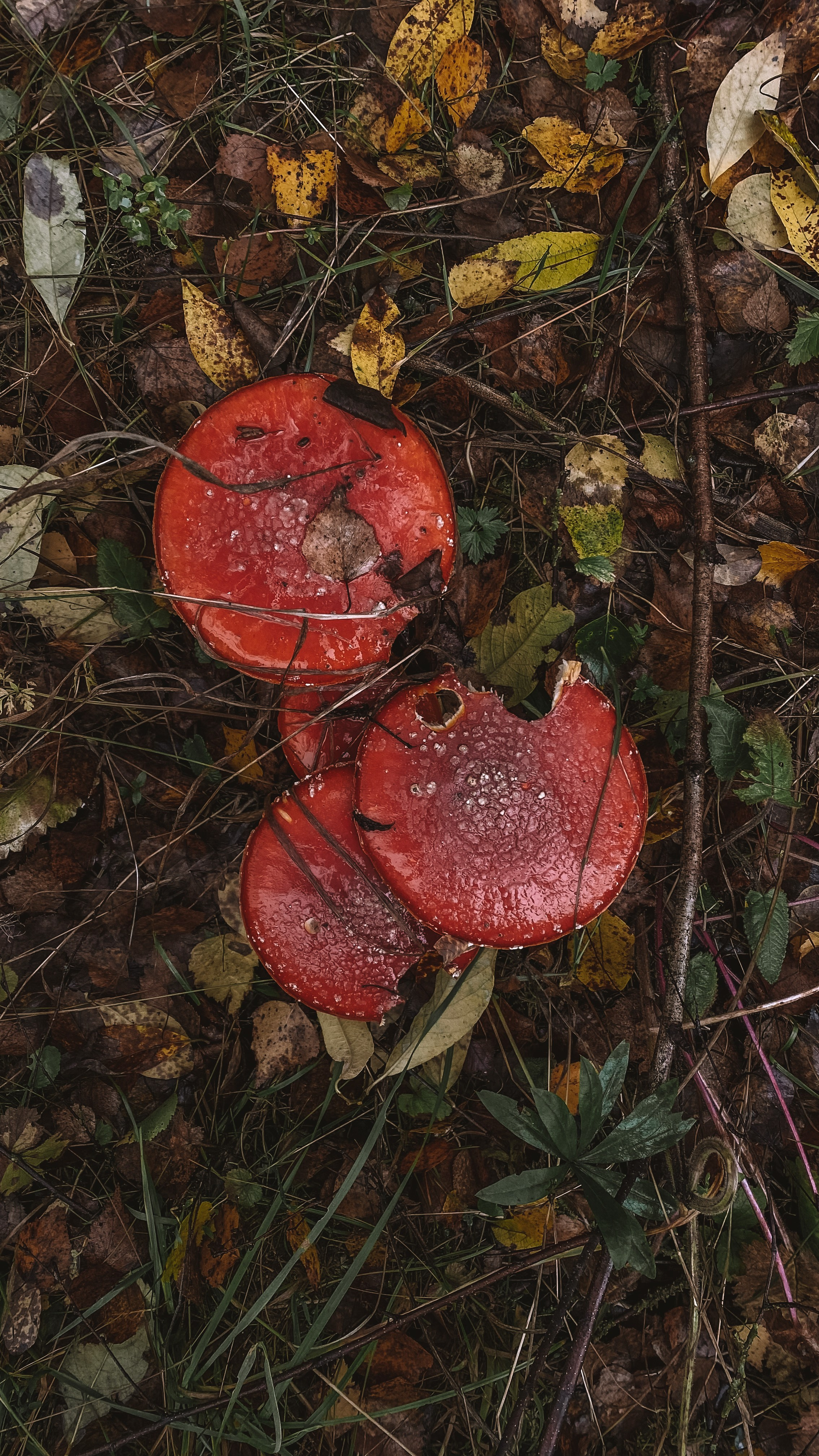 Природа. Фотограф Ольга Мурзина