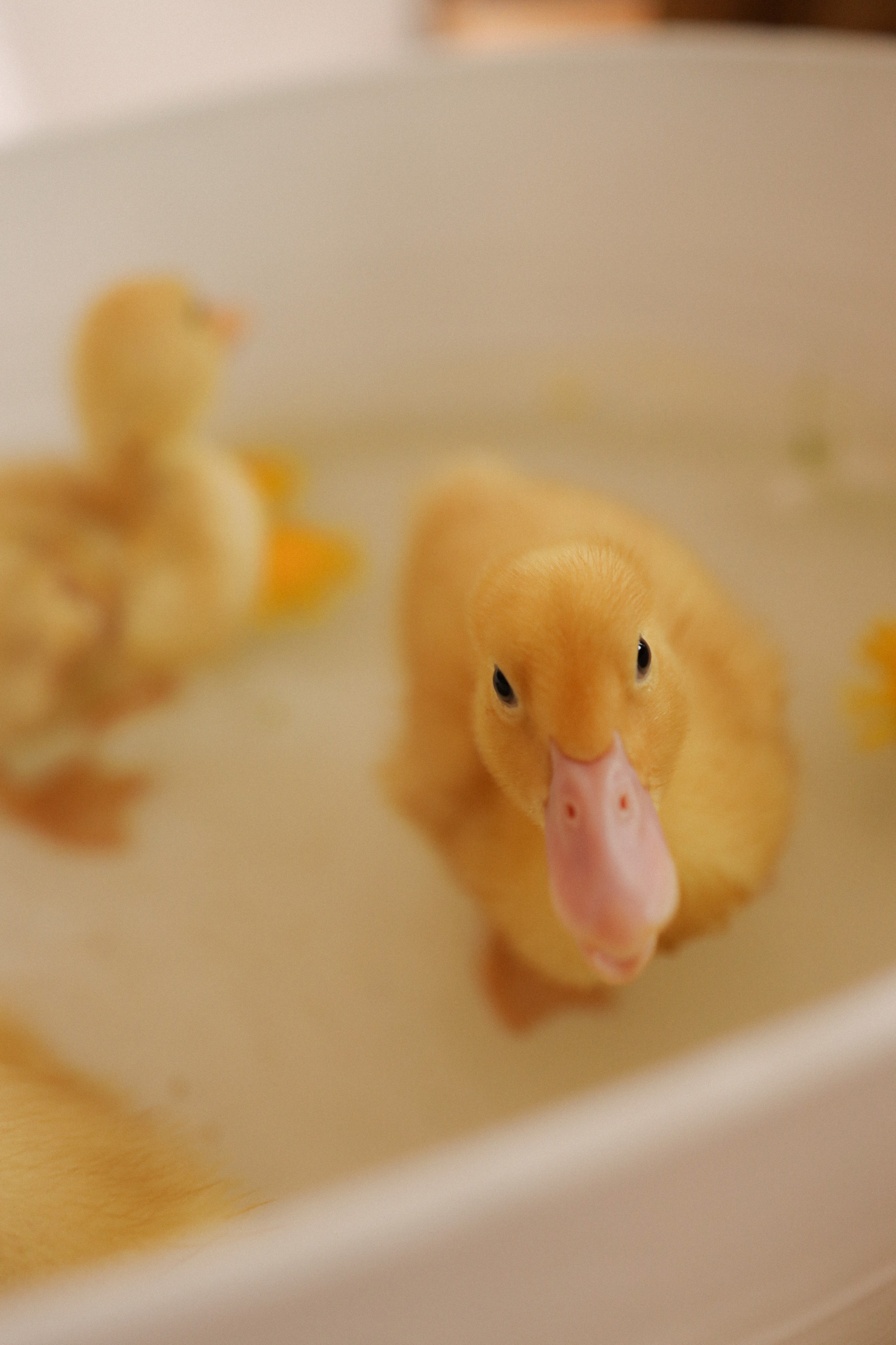 Мк Акварель (рисуем с натуры). Анастасия Ракчеева Художник