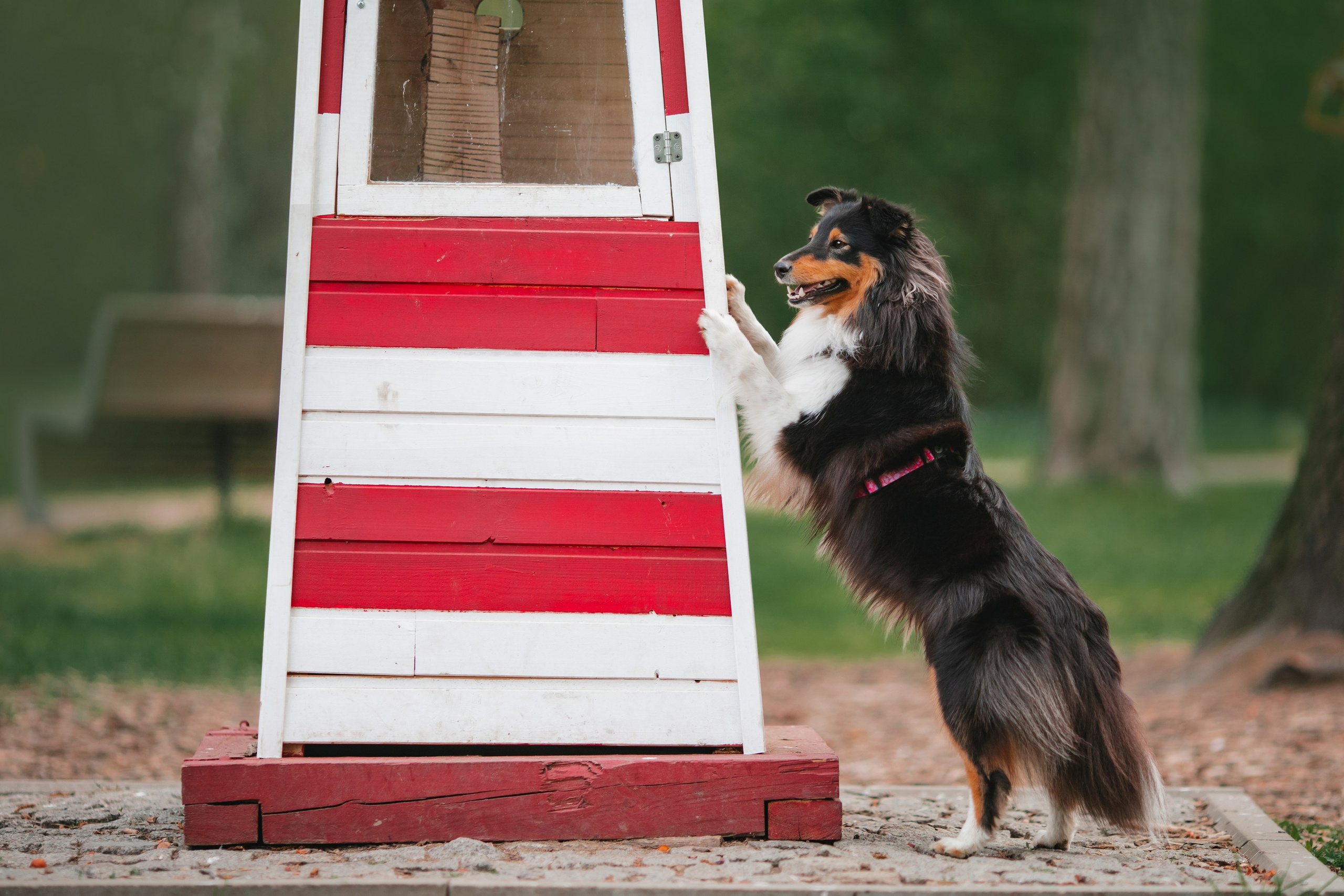 Летти. Художник и Фотограф Тимохина Юлия