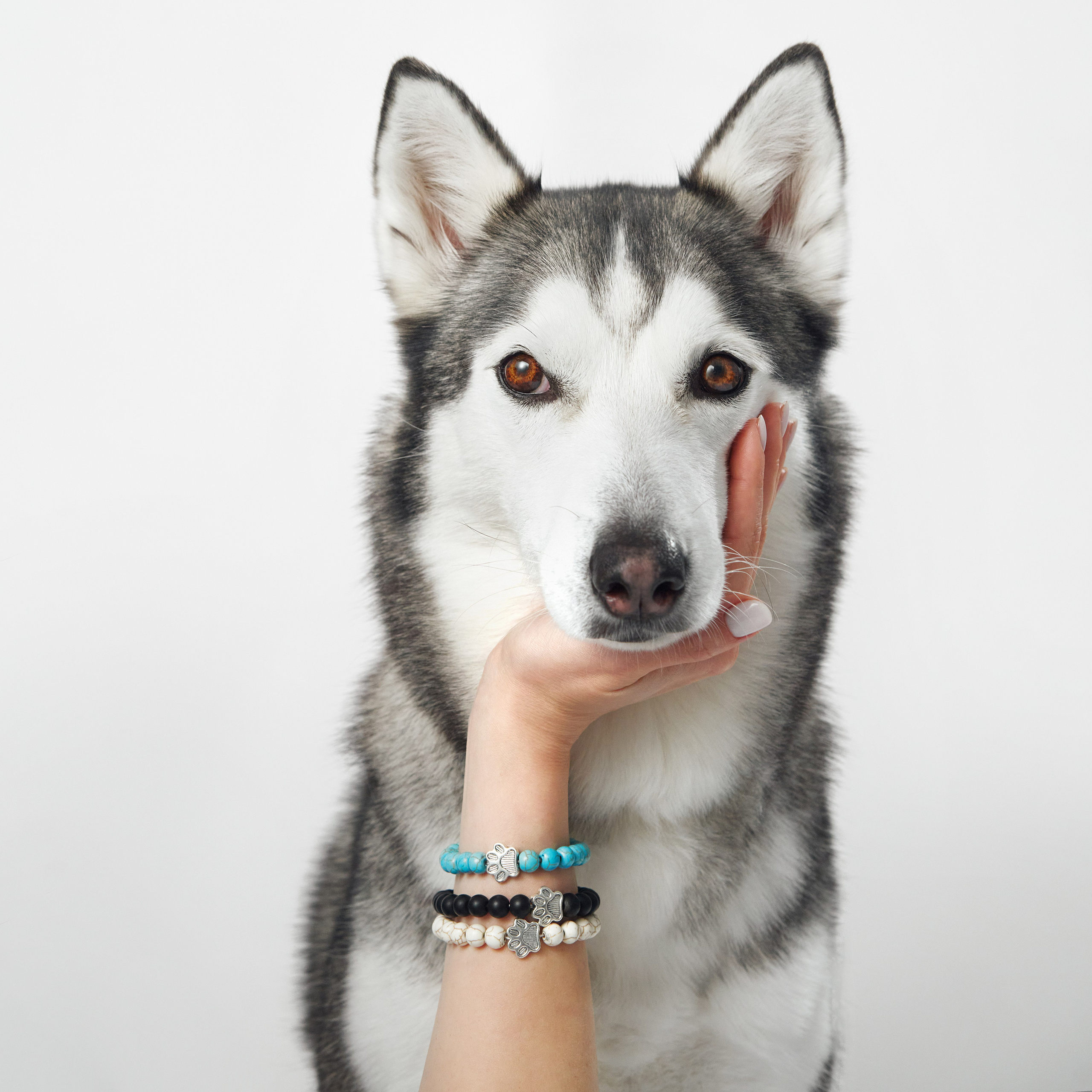 Рекламная фотосъёмка с участием животных. Фотограф-анималист Аверьянова Анна — Художественная фотосъёмка собак