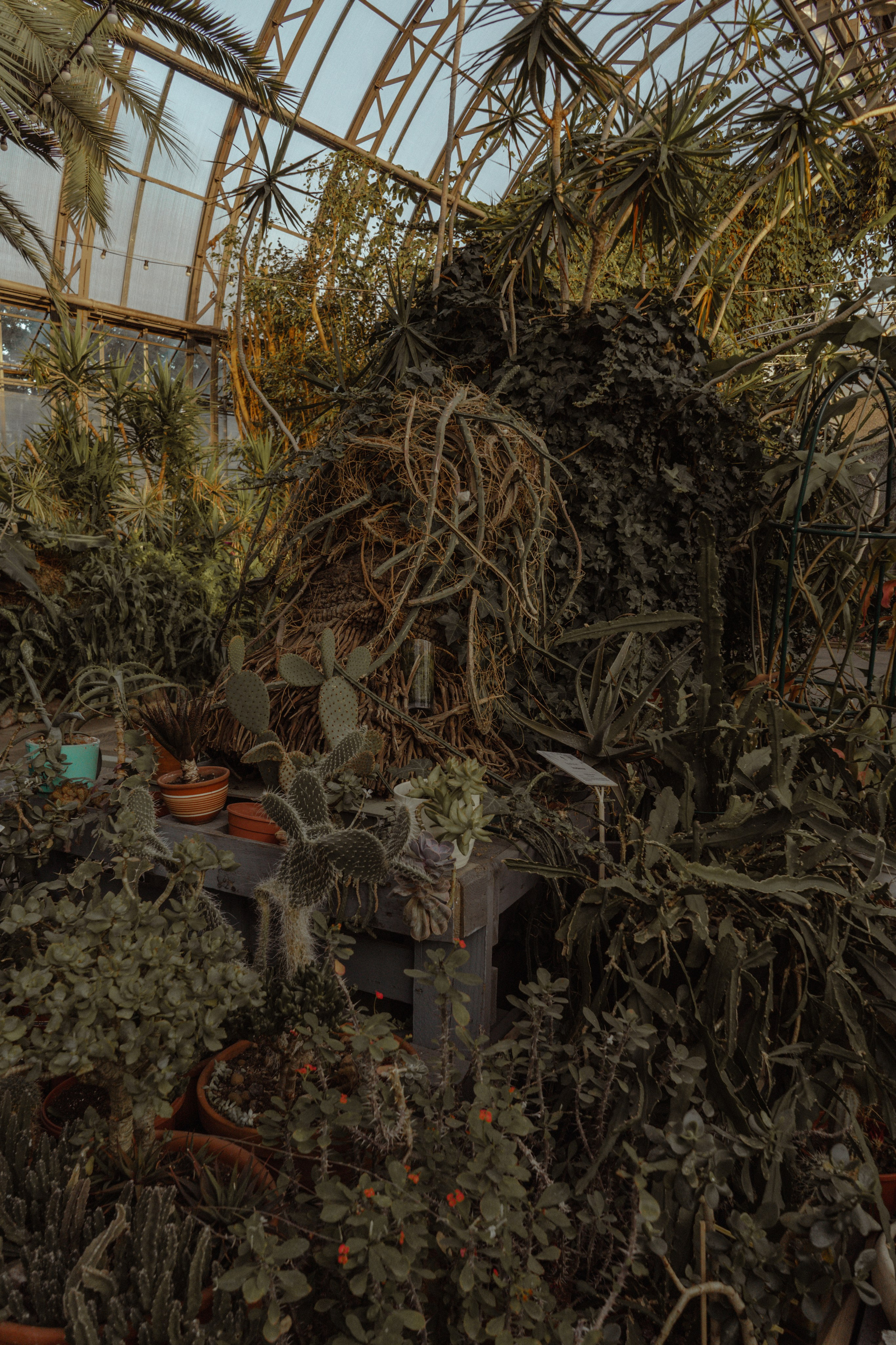 Глеб | Оранжерея Таврического сада. Фотограф предметной съемки, контент-фотограф, ретушер