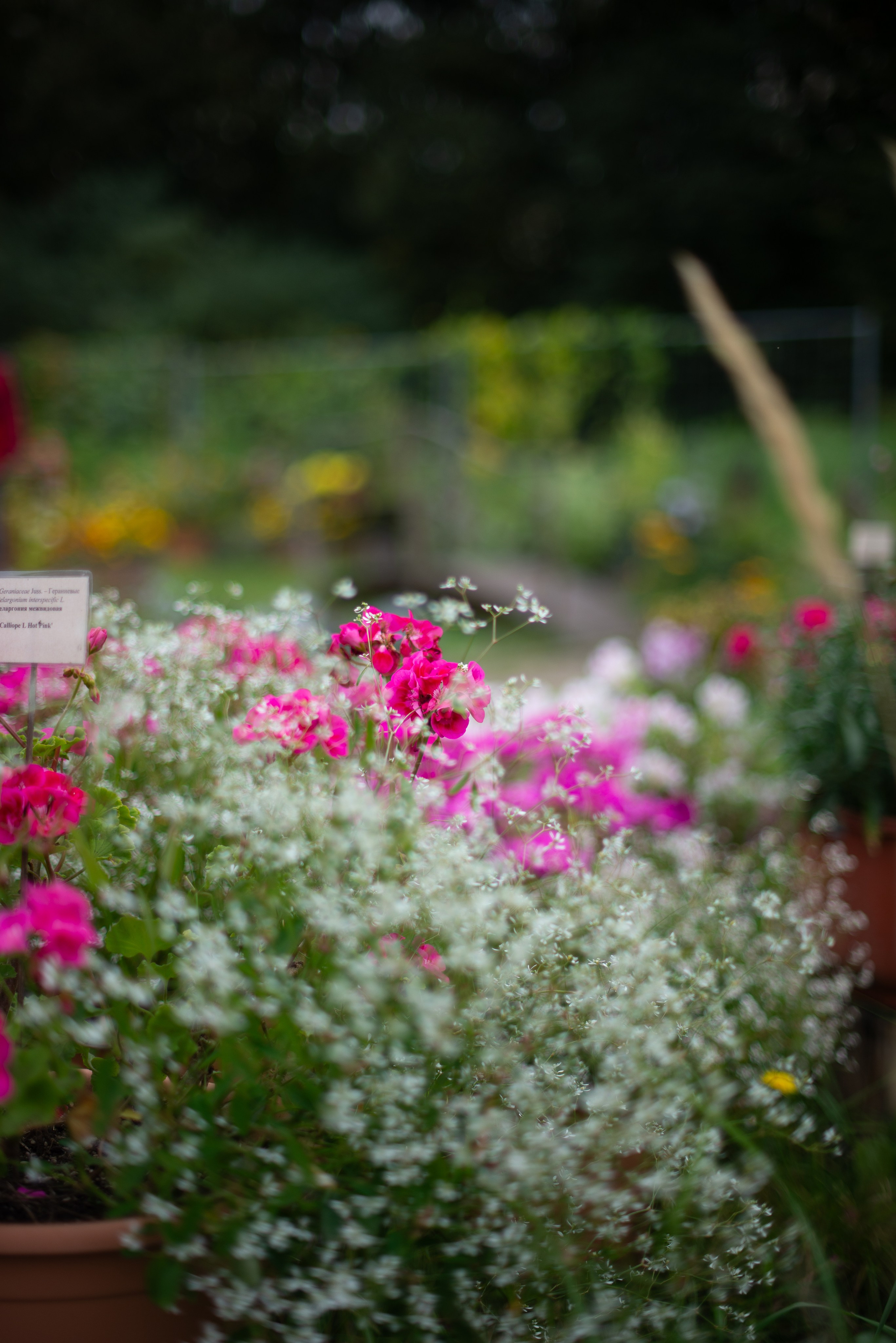 Цветы сада МГУ. Victoria Radjevna Репортажный Фотограф — Видеограф Москва • Санкт-Петербург