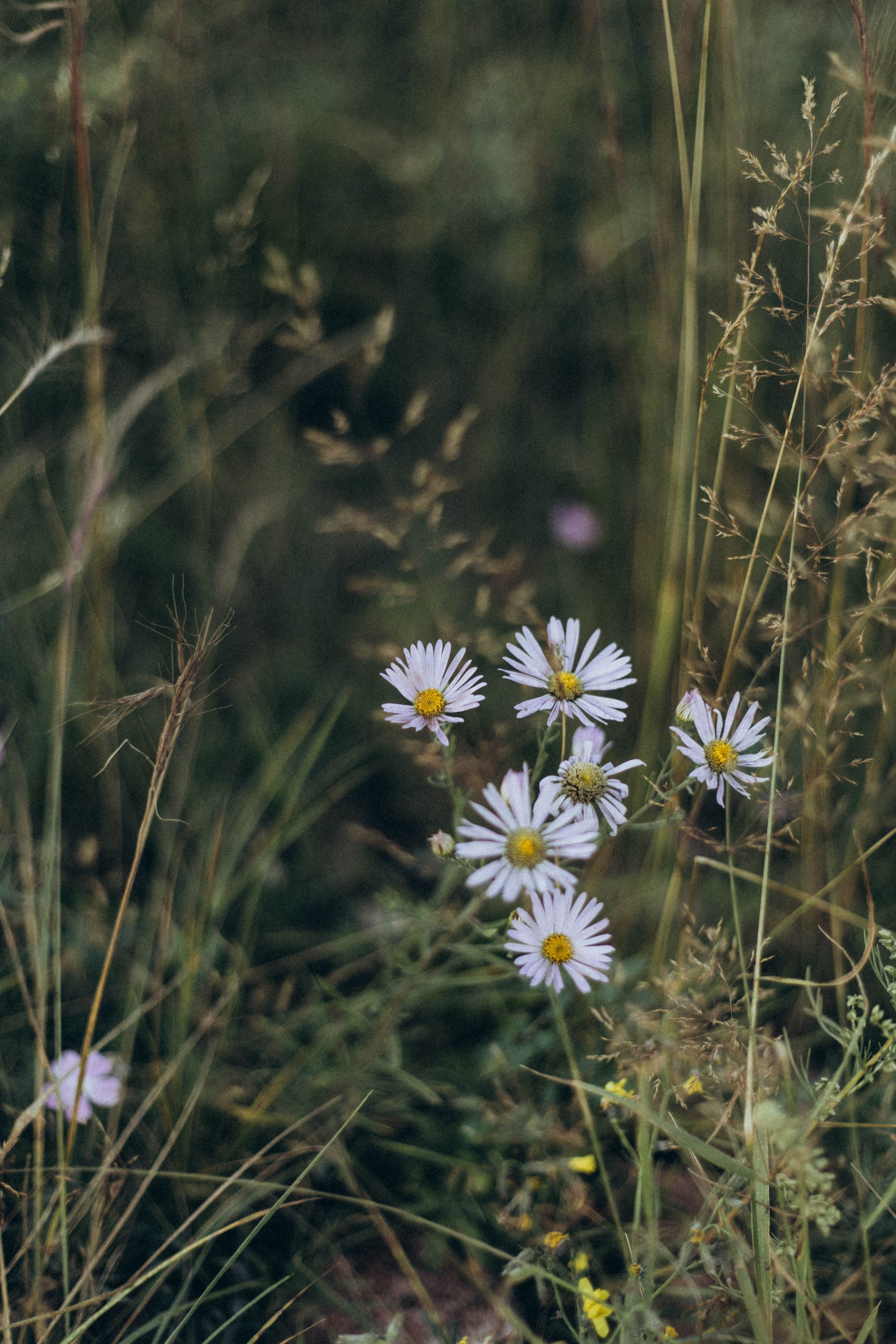 Юля и Яна. Семейный и детский лайфстайл фотограф Юлиана Дрот Красноярск
