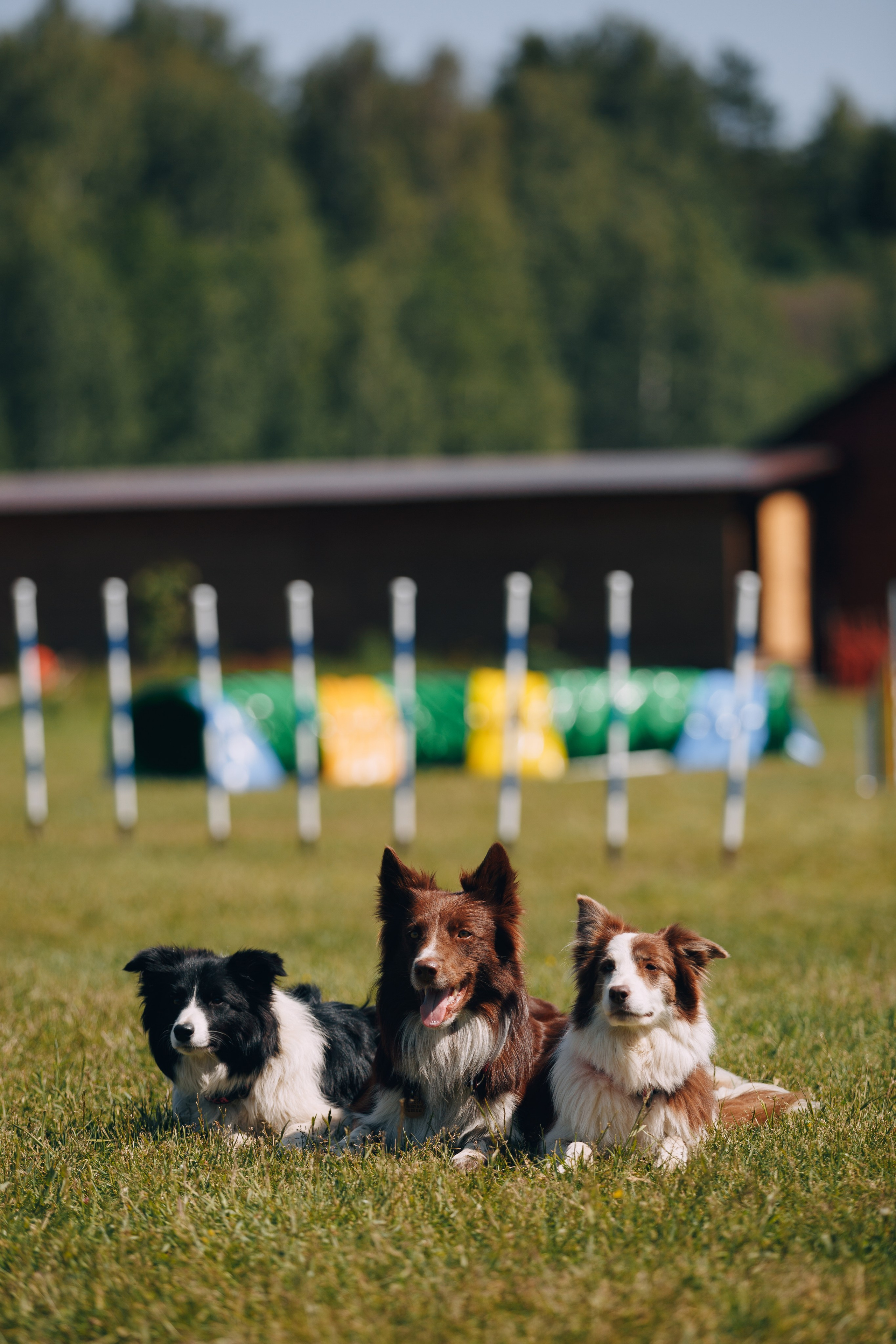 Кинологический лагерь в Горыныче. Фотограф анималист Кристина Карпова, Москва