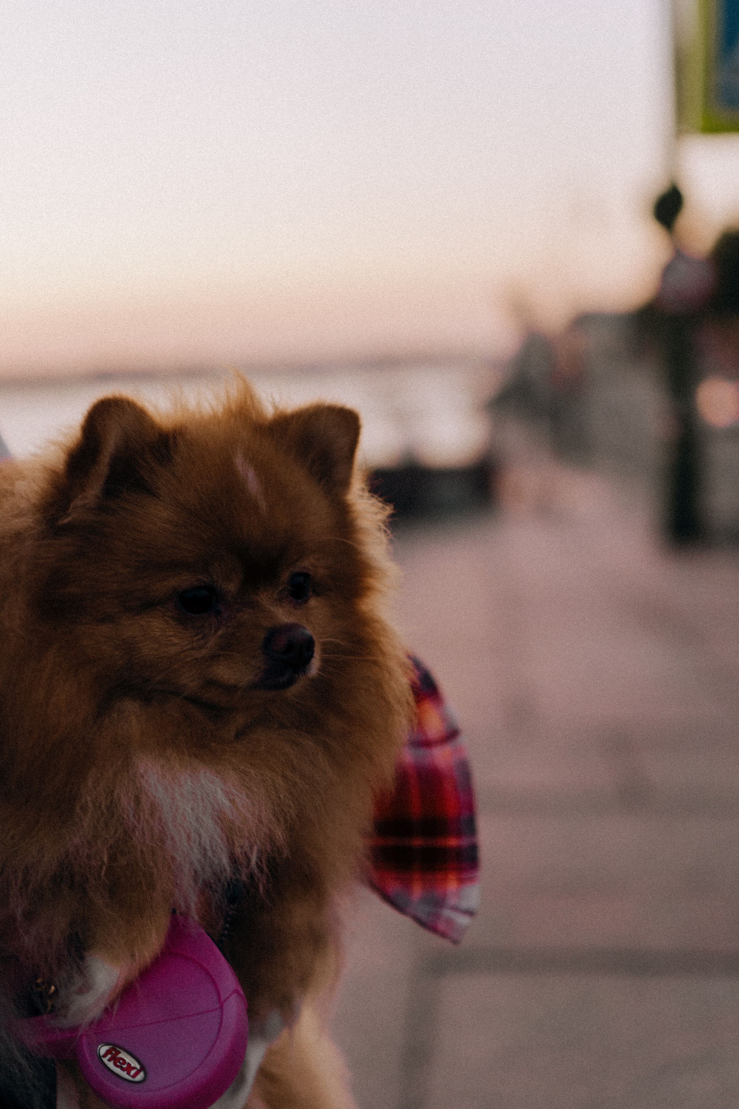 РАССВЕТНАЯ ИСТОРИЯ. Профессиональный фотограф, Санкт-Петербург — Виктория Богомолова