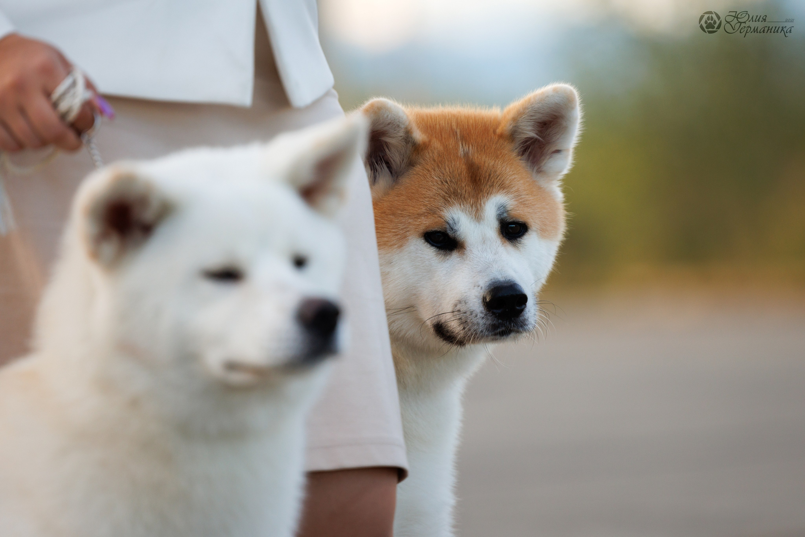 Грузия,Телави 2хCACIB 19-20.10.2024. Фотограф-анималист Юлия Германика