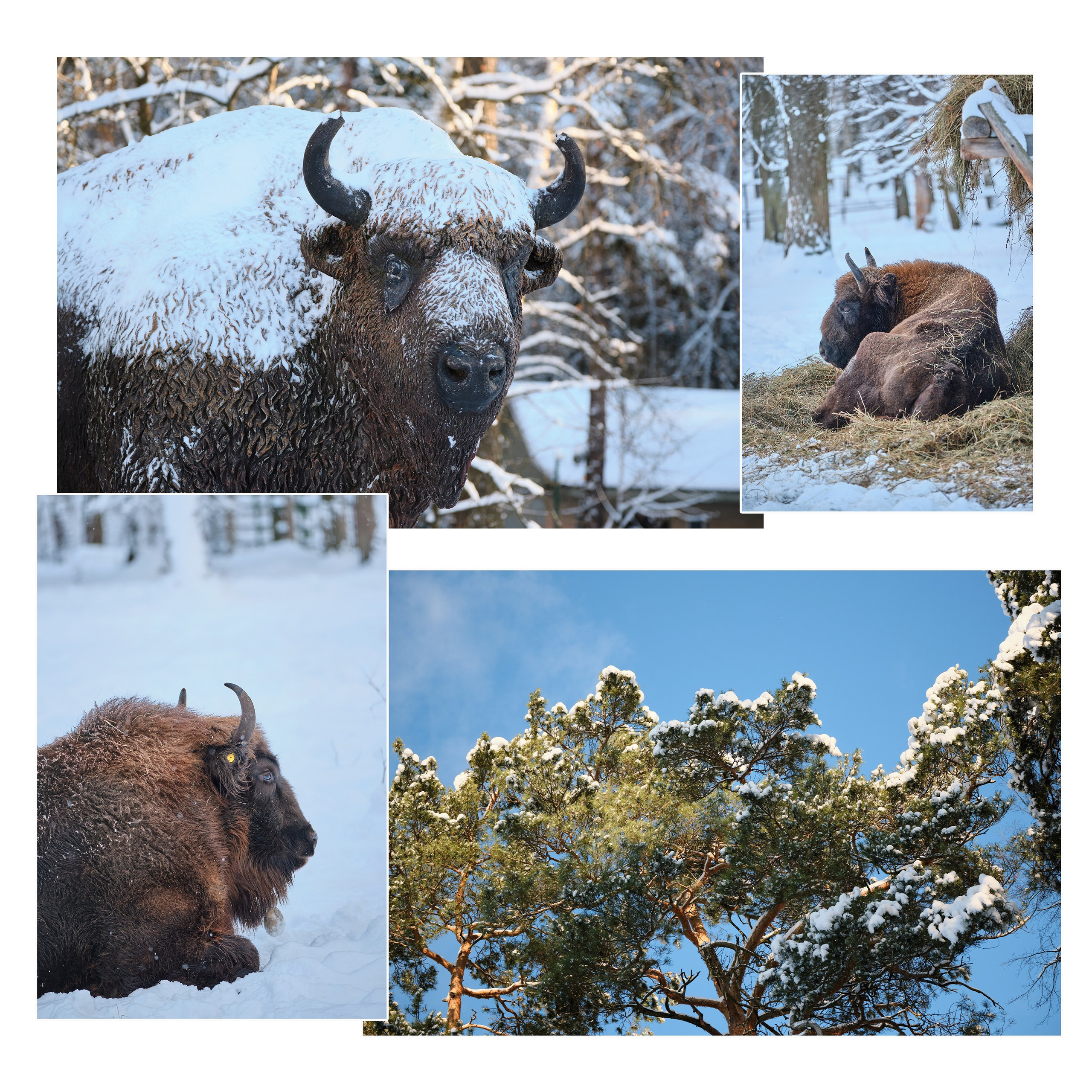 Приокско-Террасный заповедник. Репортажная фото и видеосъемка в Москве под ключ