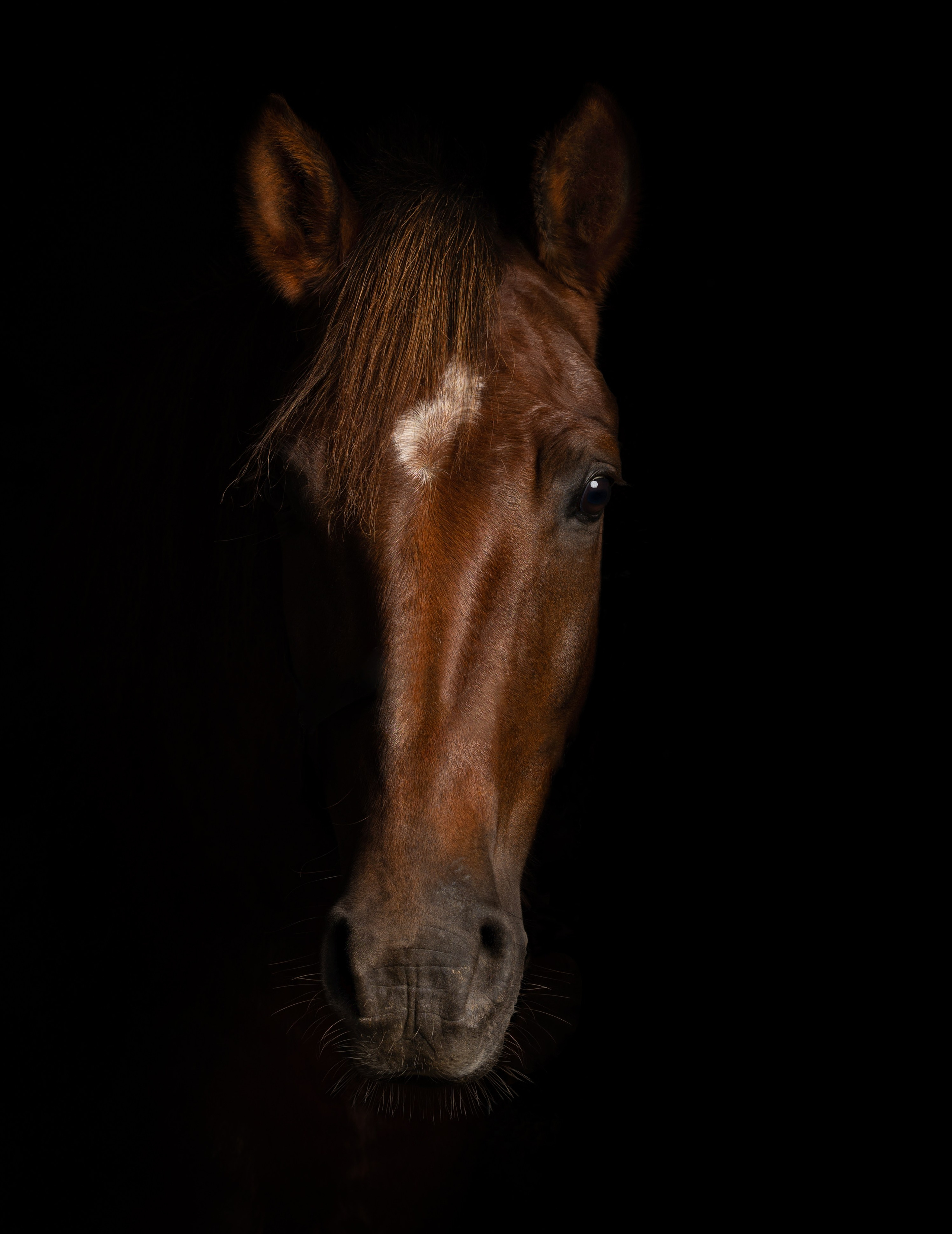 Съёмка лошадей/ цвет. Конный фотограф в Калининграде Елена Курбатова