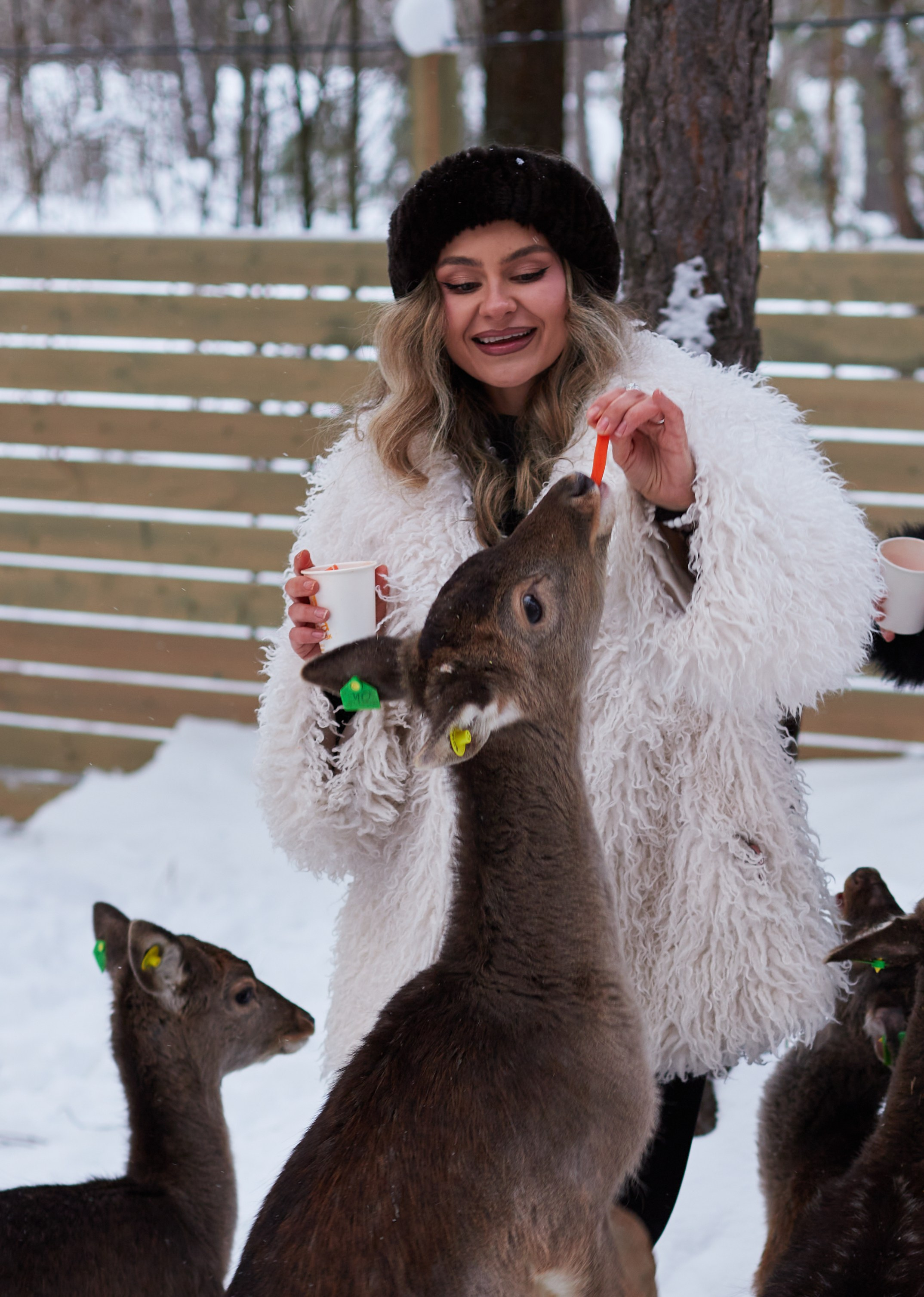 Альпака парк «Симба». Профессиональный фотограф Лилия Галеева