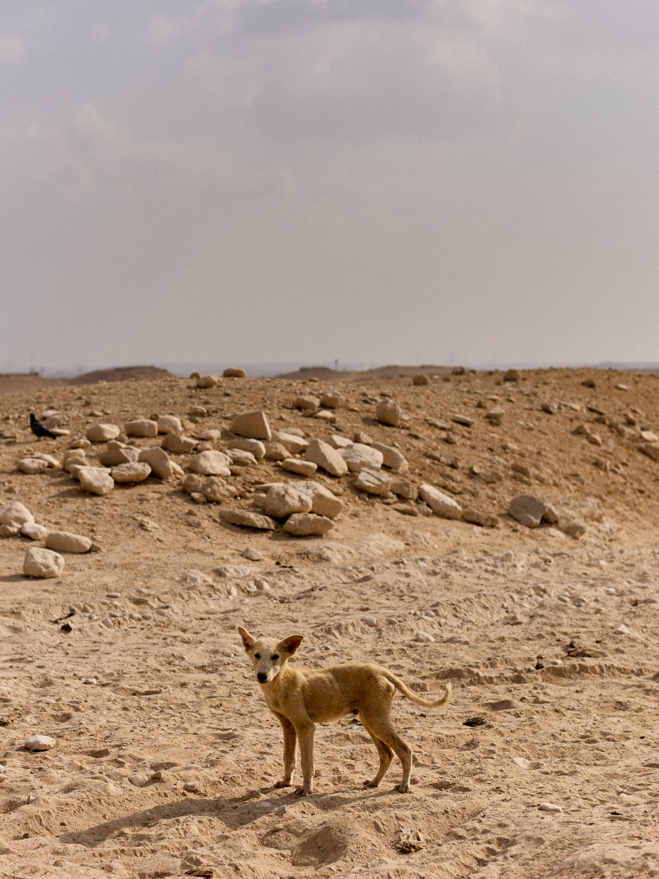 Другое 4. Jorgis — фотограф в Хургаде / обучение фотографии