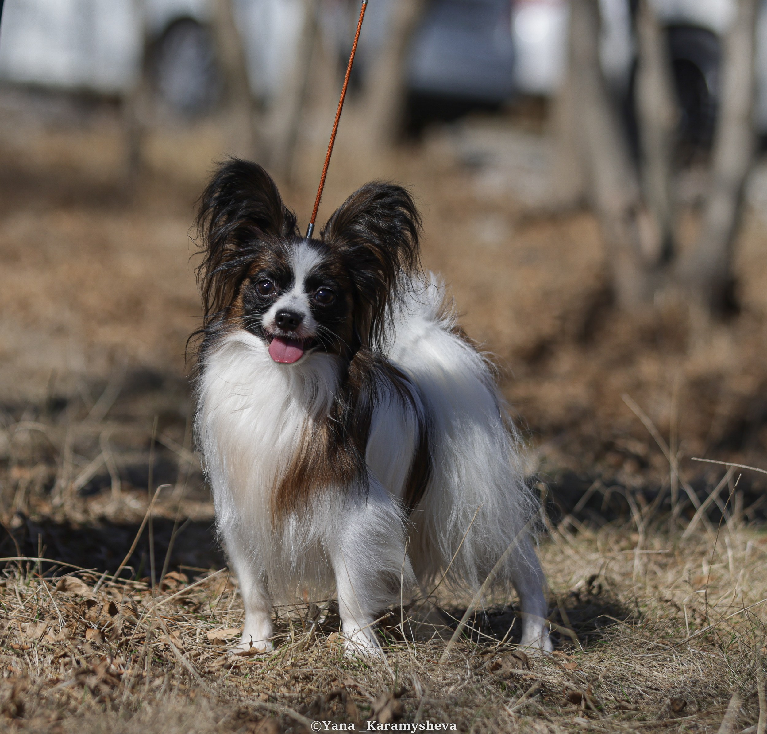 Экстерьерная, ринговая. Yana Karamysheva Animal Photo
