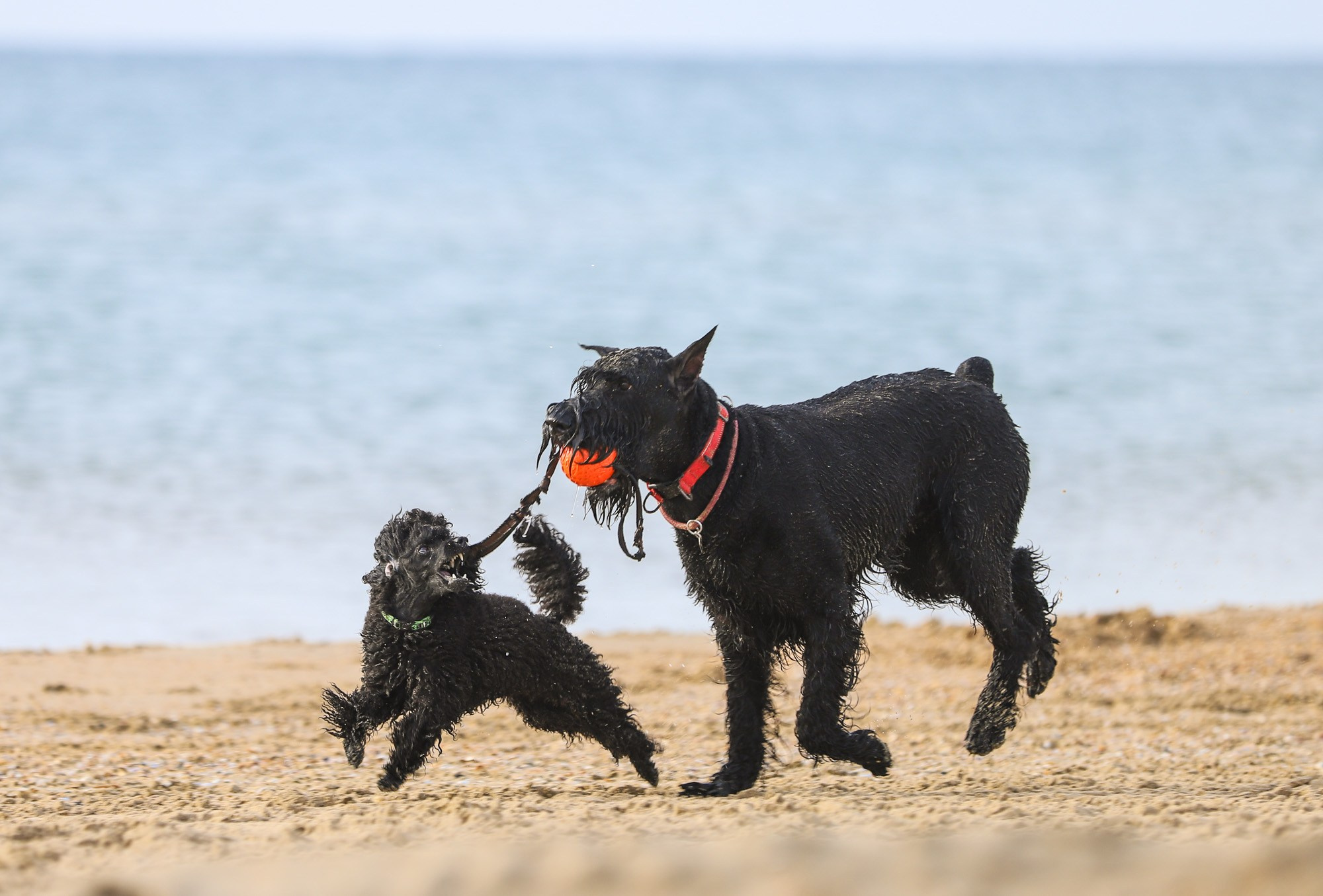 В движении. Yana Karamysheva Animal Photo