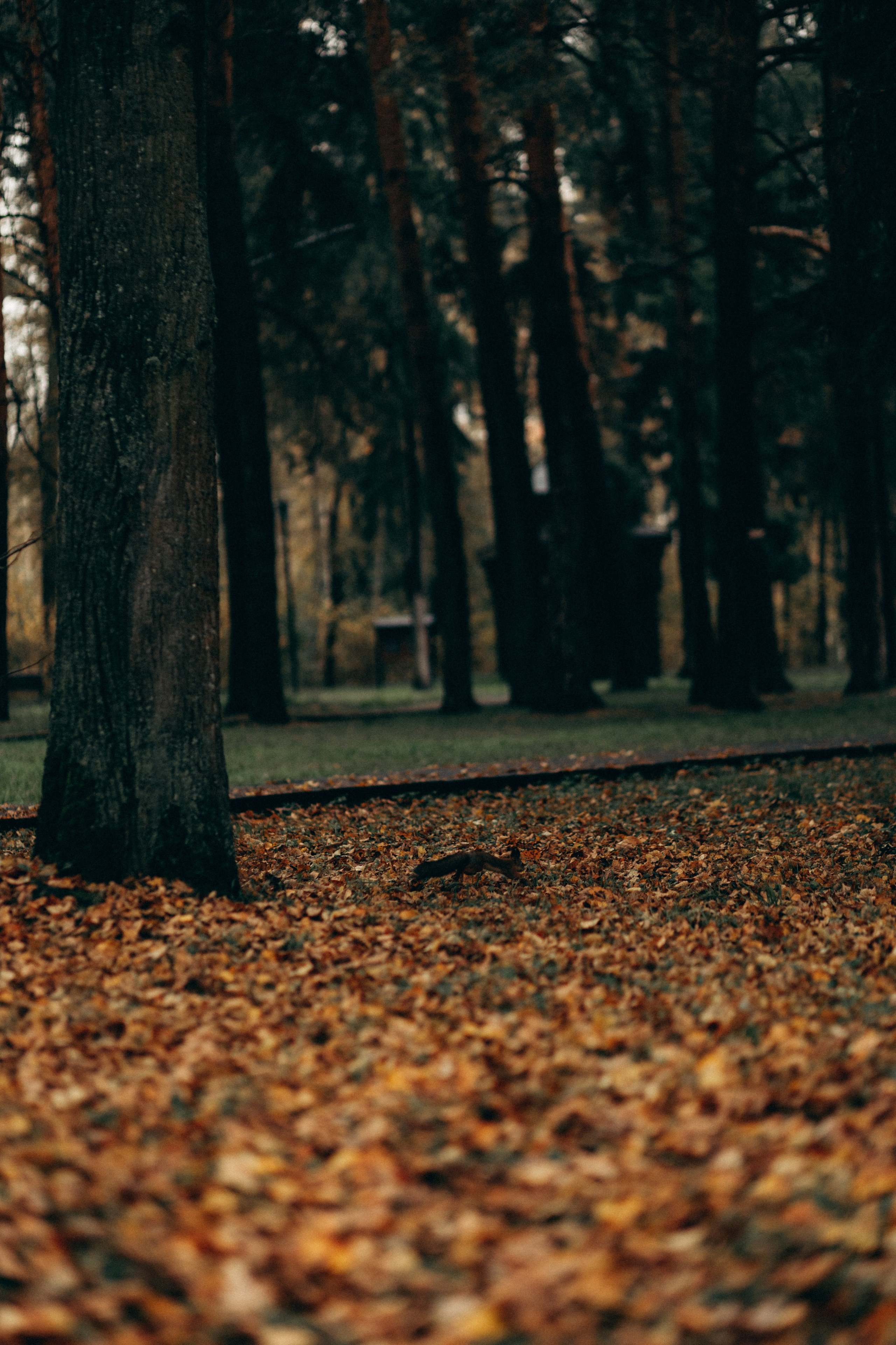 Ксюша. Фотограф НОГИНСК, Москва, Анастасия Белая