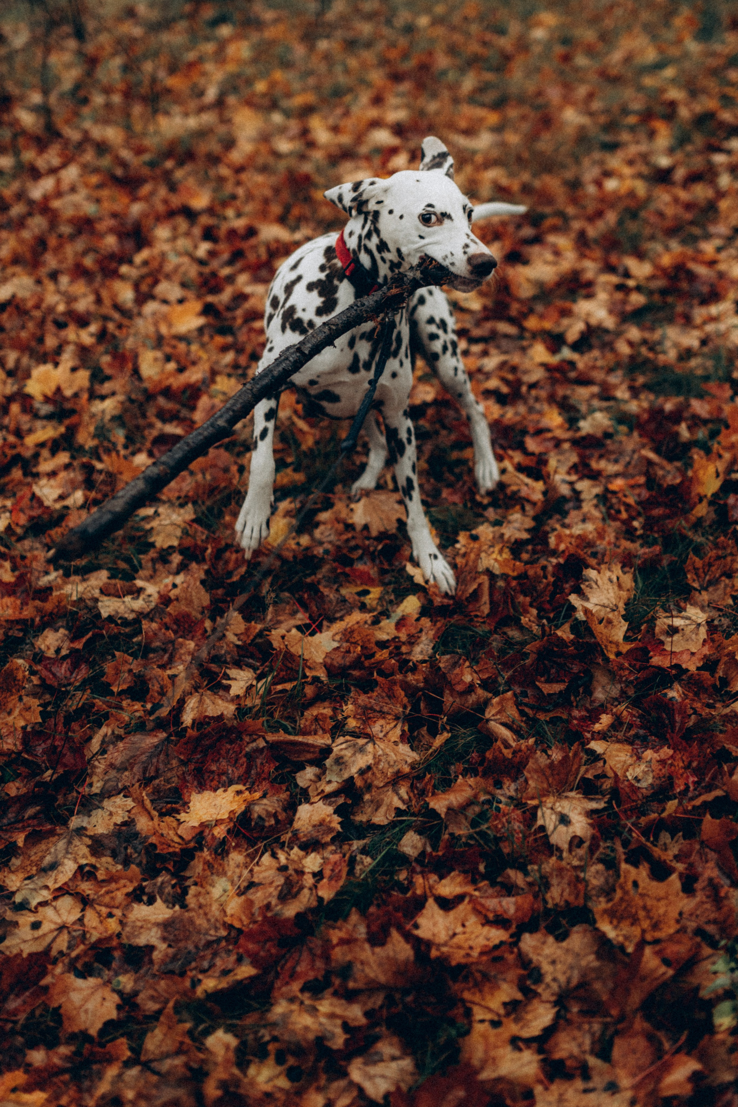 Анфиса & Нисма. Фотограф НОГИНСК, Москва, Анастасия Белая