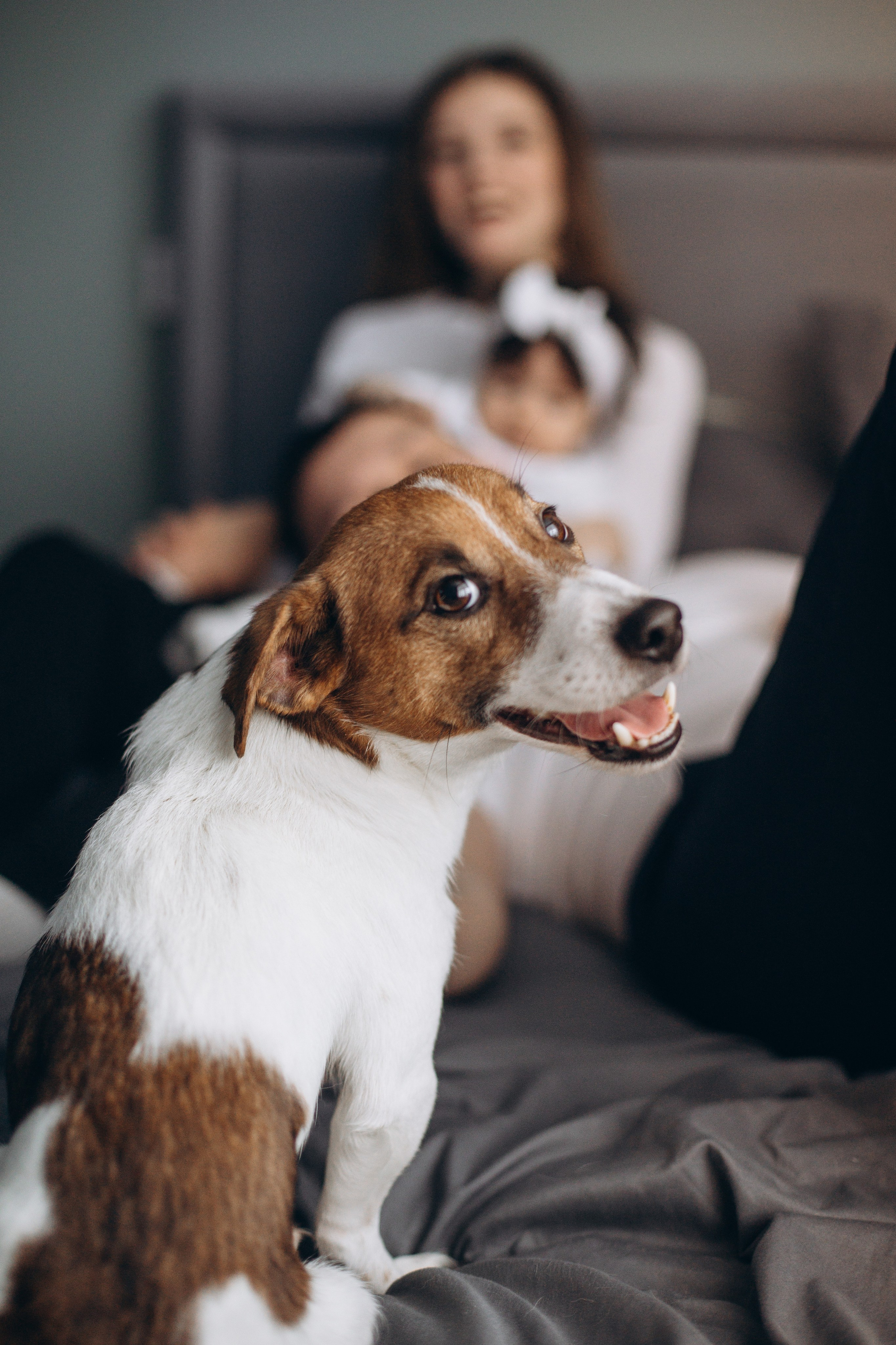Джой и его семья. Фотограф — Анималист | Санкт-Петербург