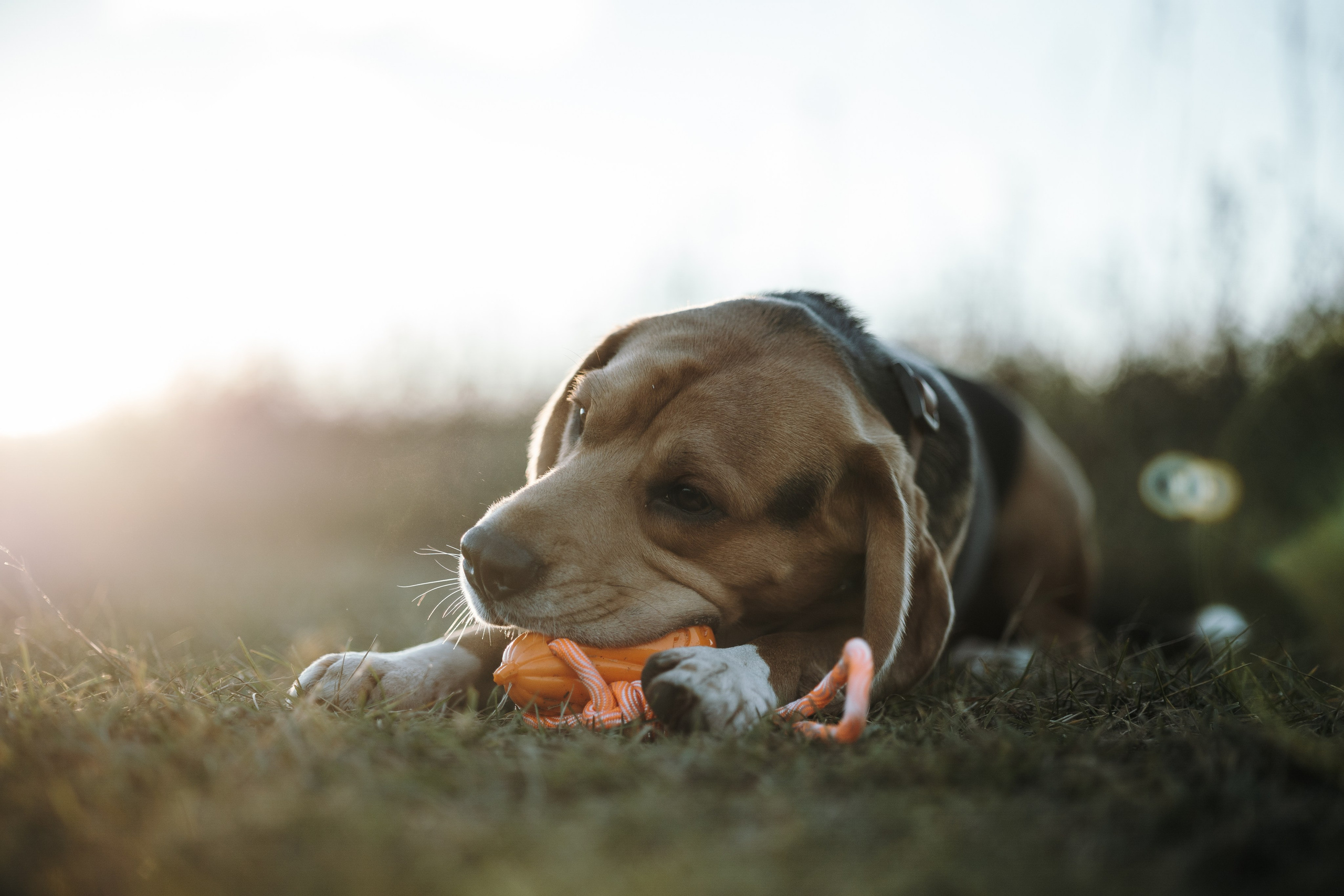 Оуджи и его семья. Фотограф — Анималист | Санкт-Петербург