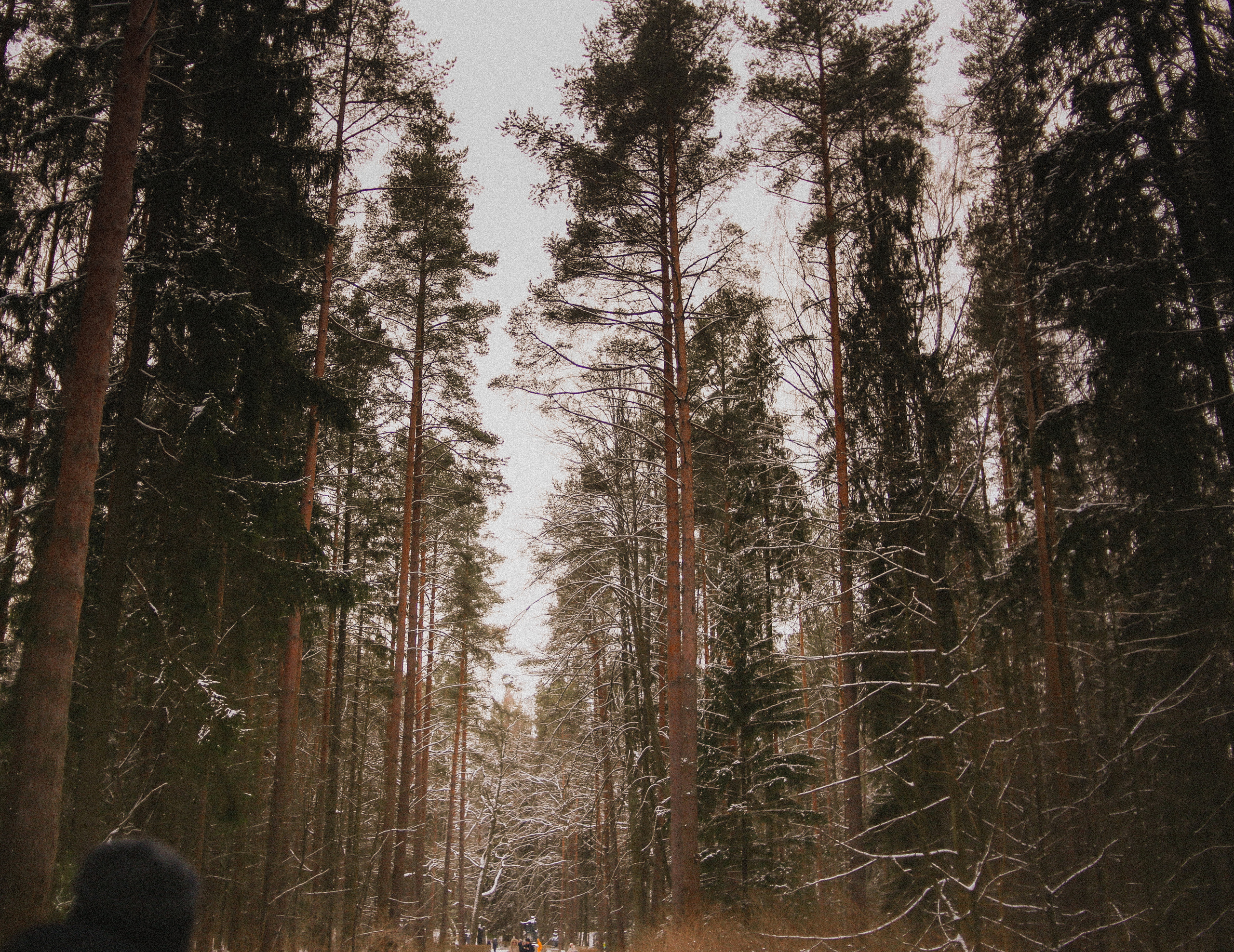 Зима. Главная