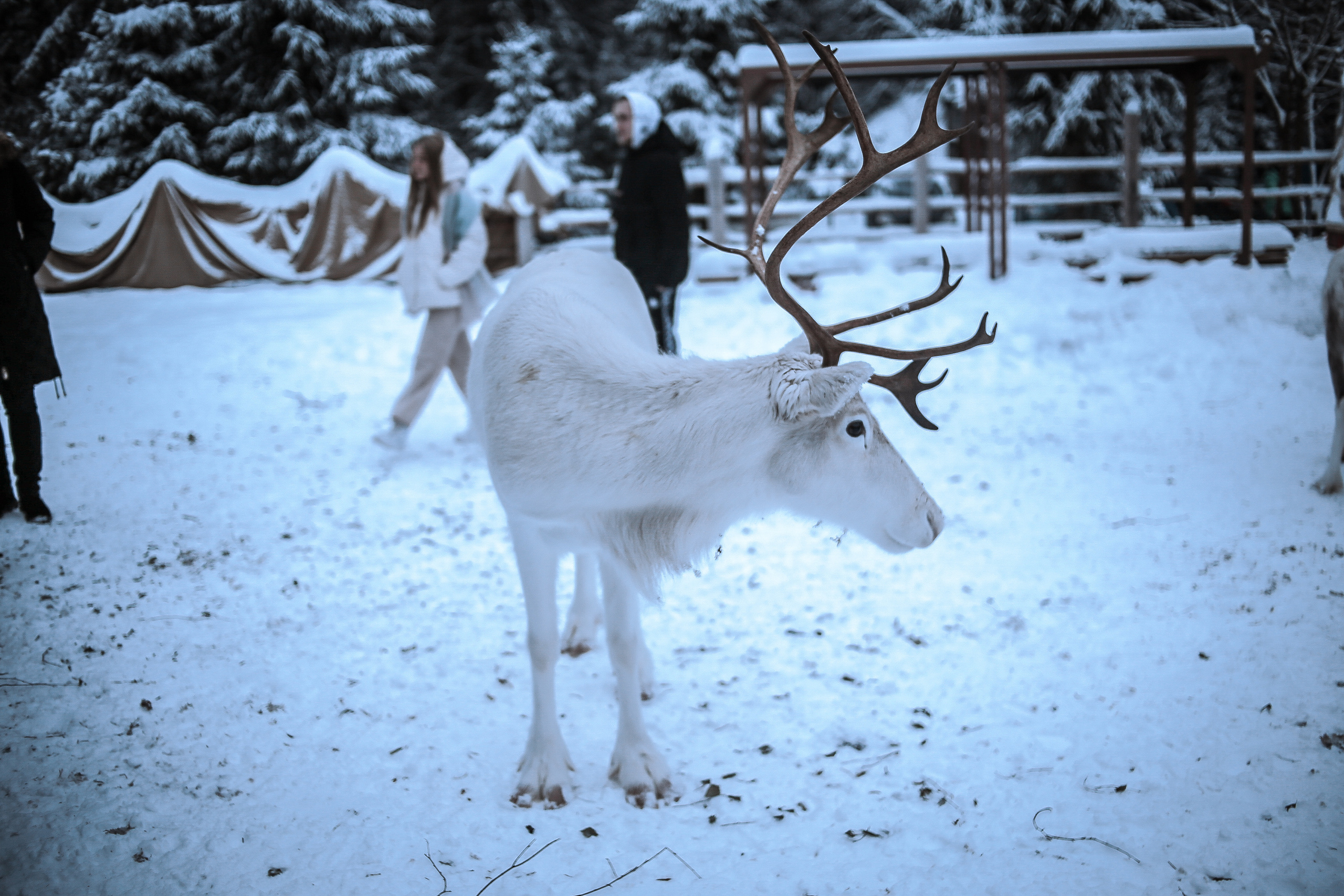 Зима. Главная