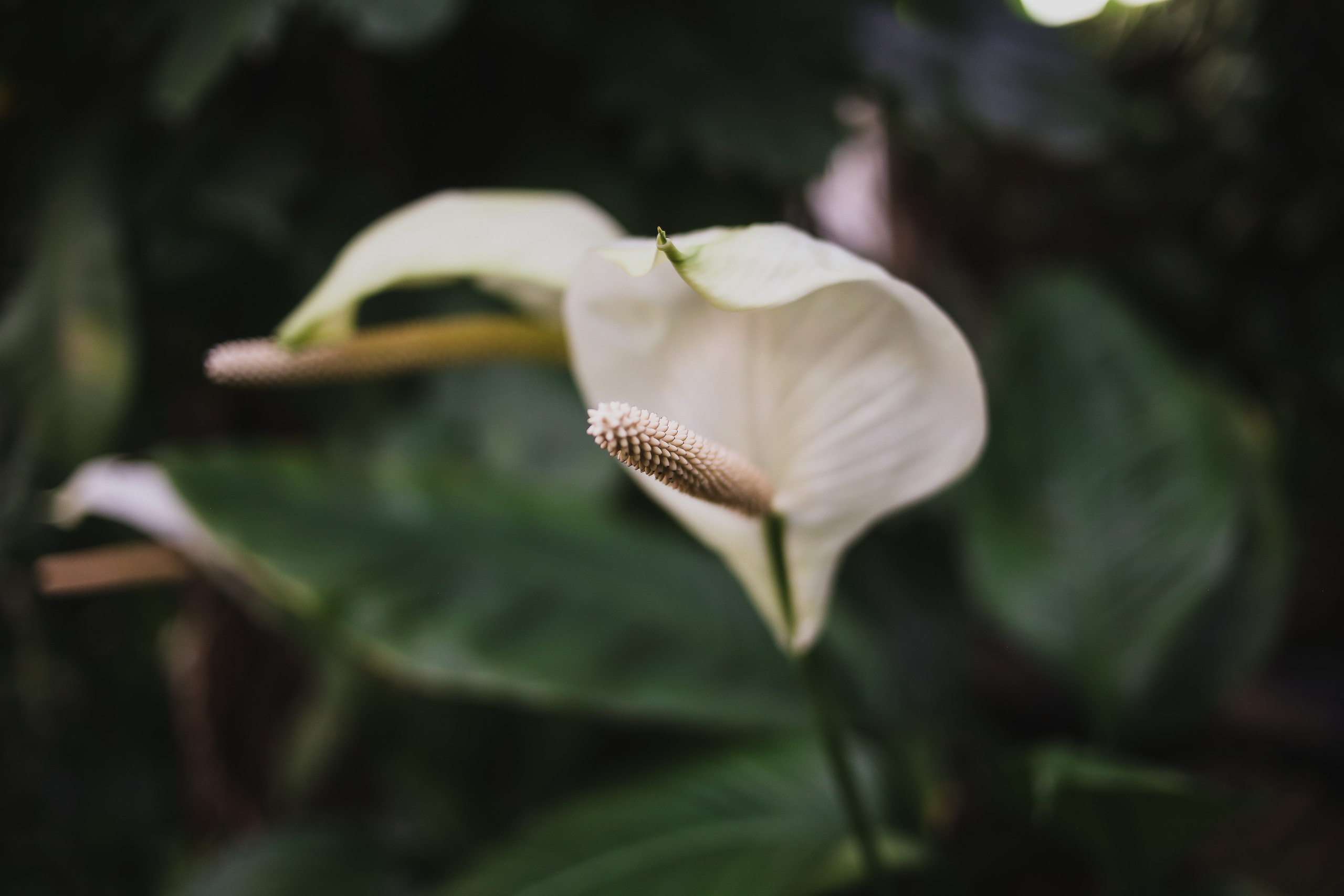 Тут нет людей. Главная