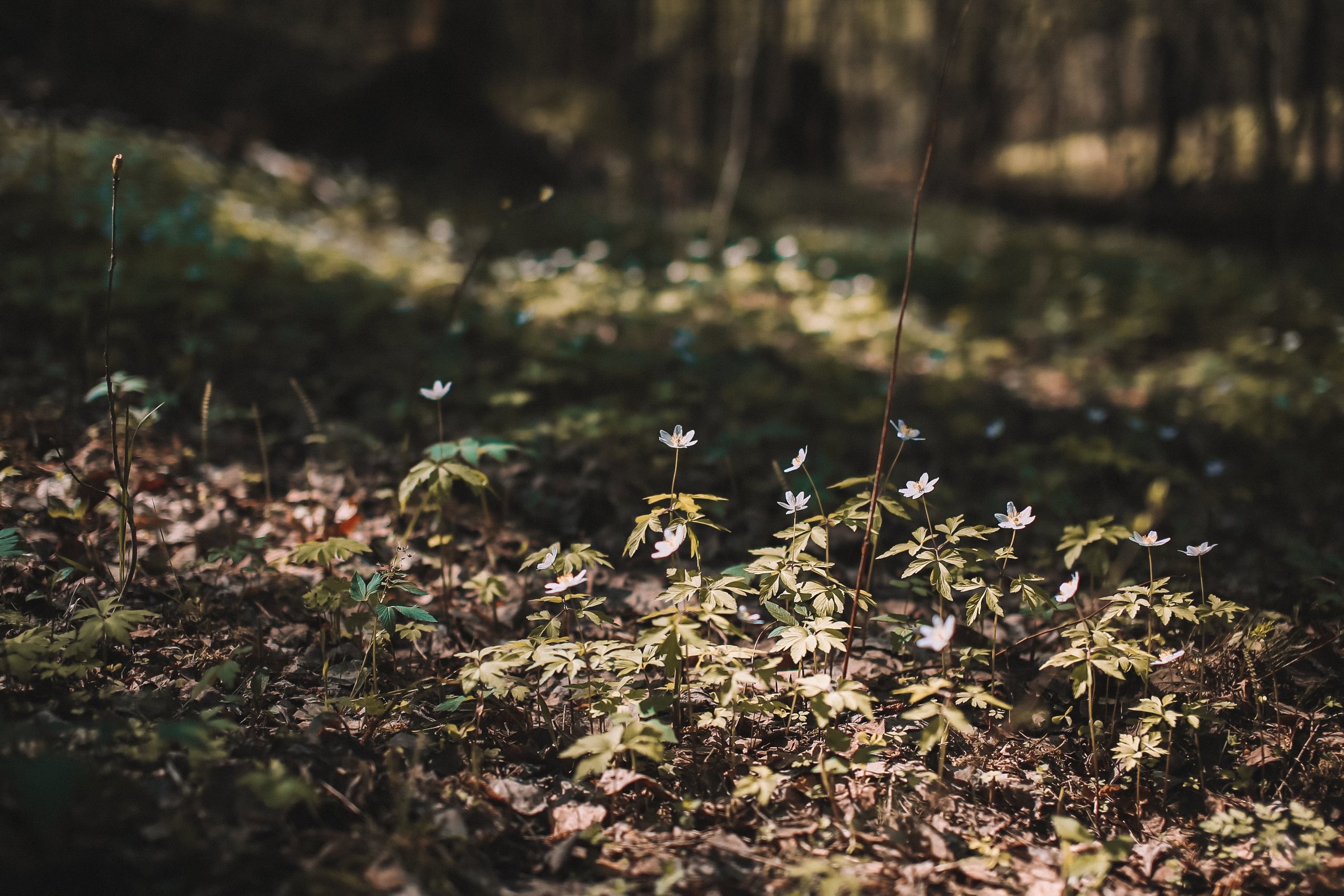 Тут нет людей. Главная