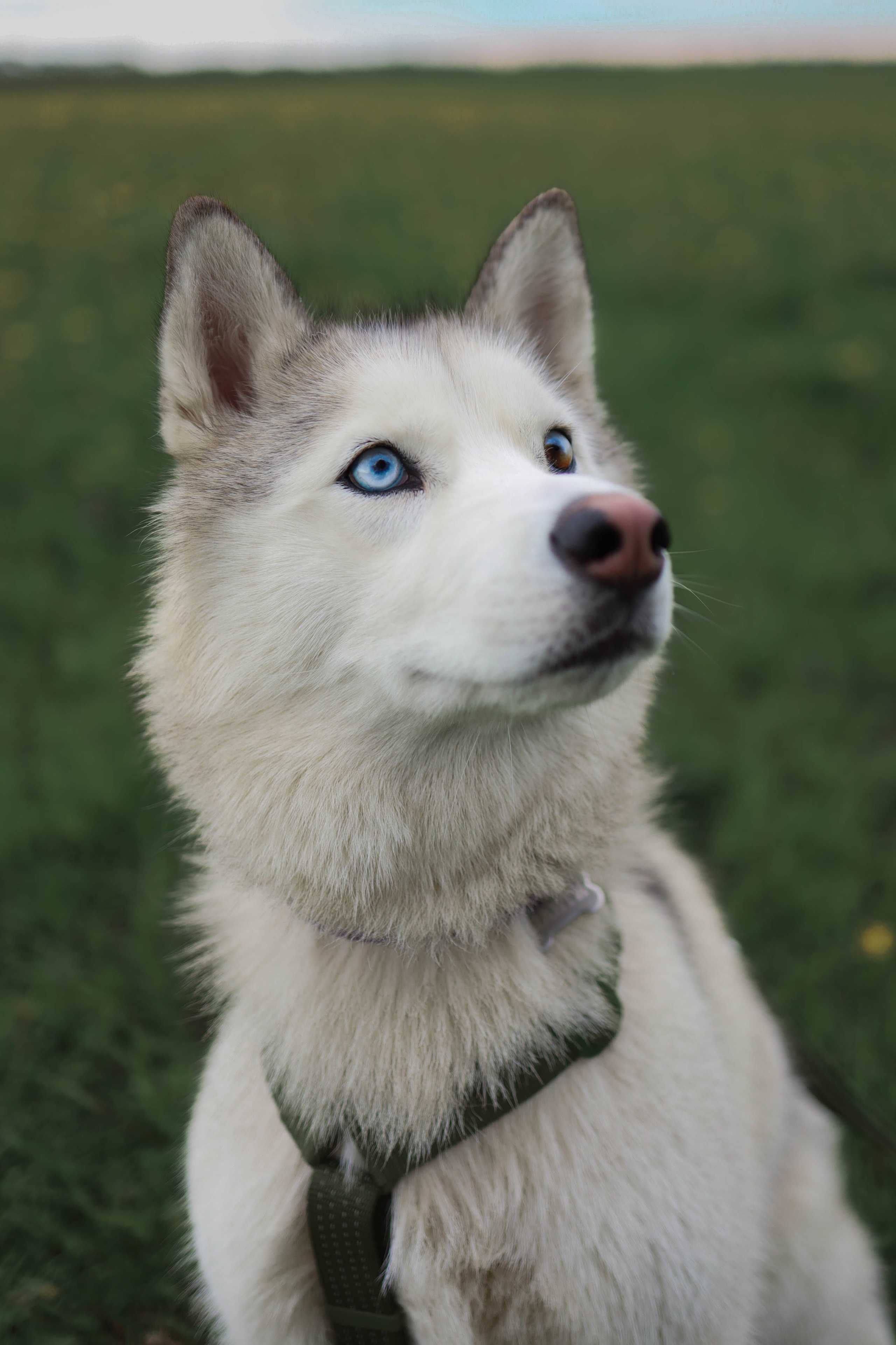 Шанти и Катя. Фотограф-анималист в Санкт-Петеребурге Титова Алиса