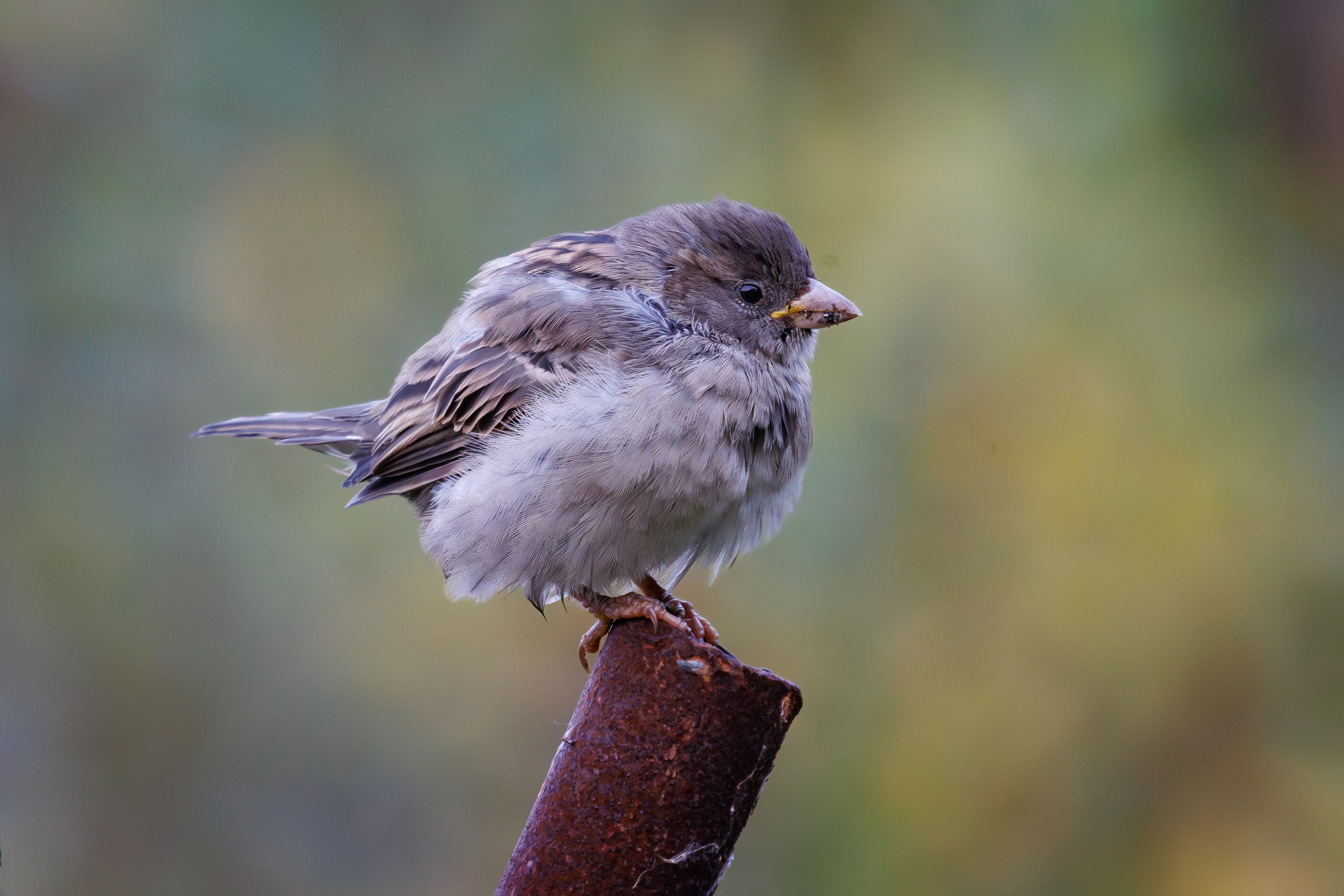 Птицы г. Мурманска. Птицы парков г. Люберцы