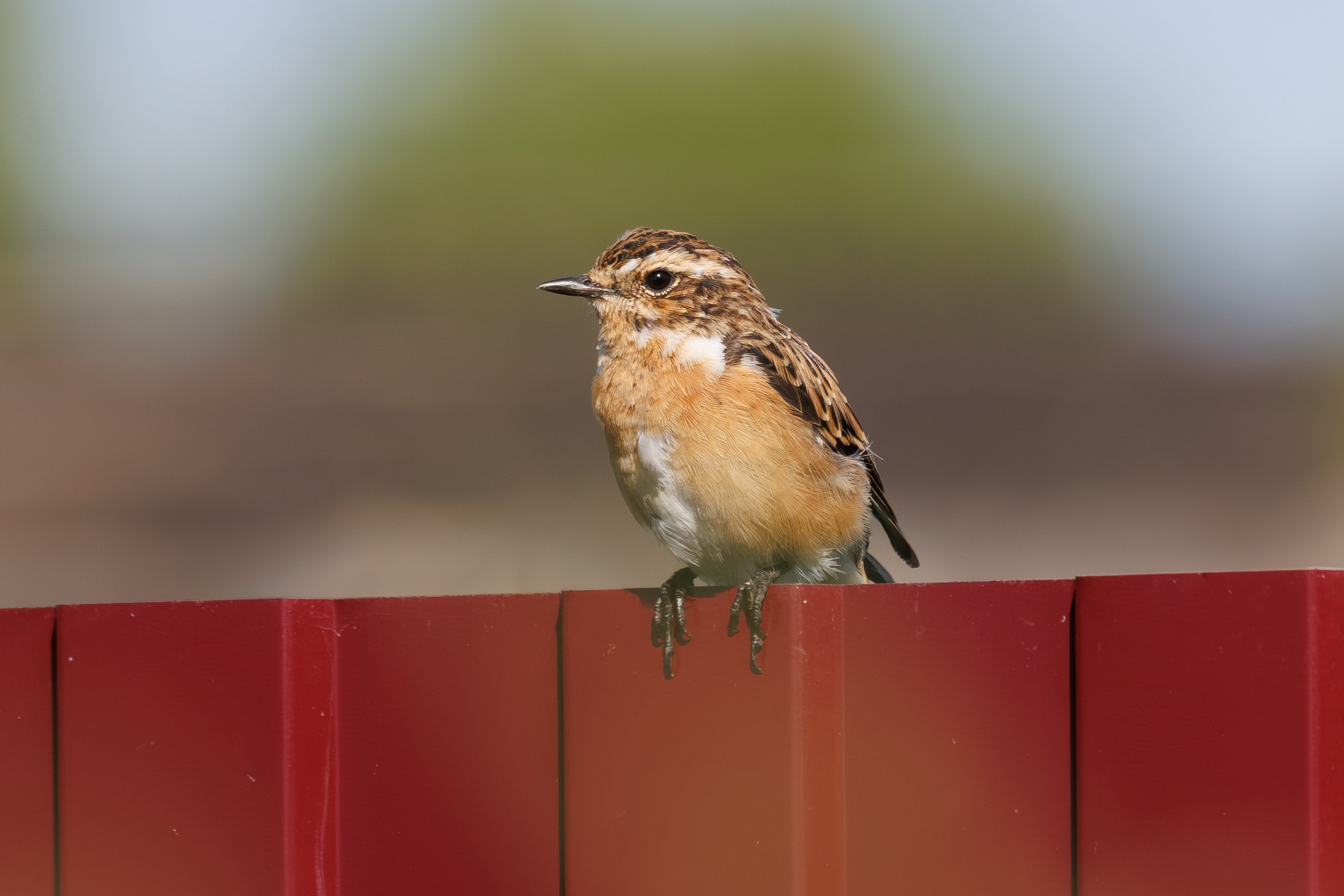 Птицы Москворецкого пойменного заказника. Птицы парков г. Люберцы