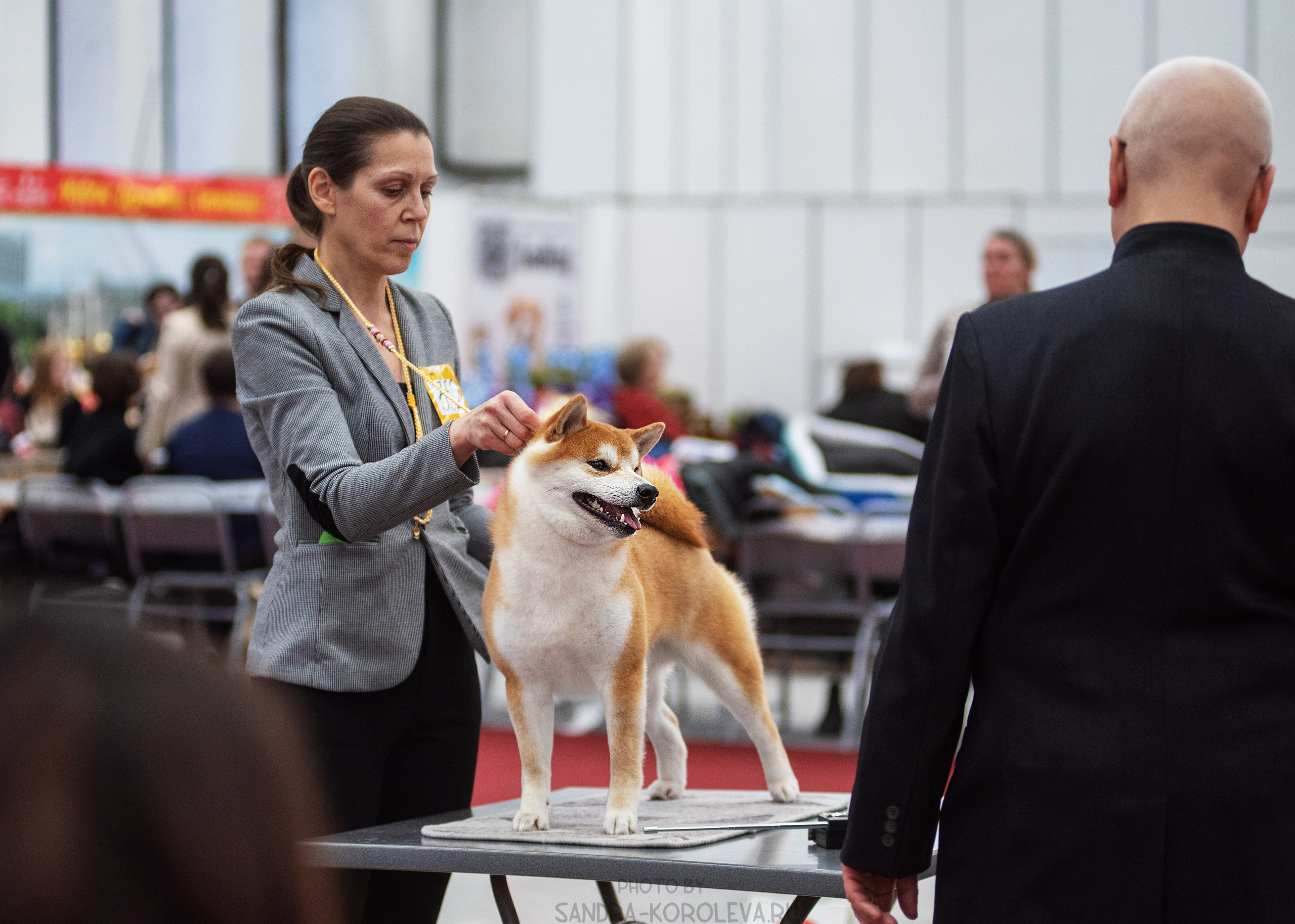 Выставка собак тюмень 14.01.2023. Дог-фотограф в Тюмени Александра Королева