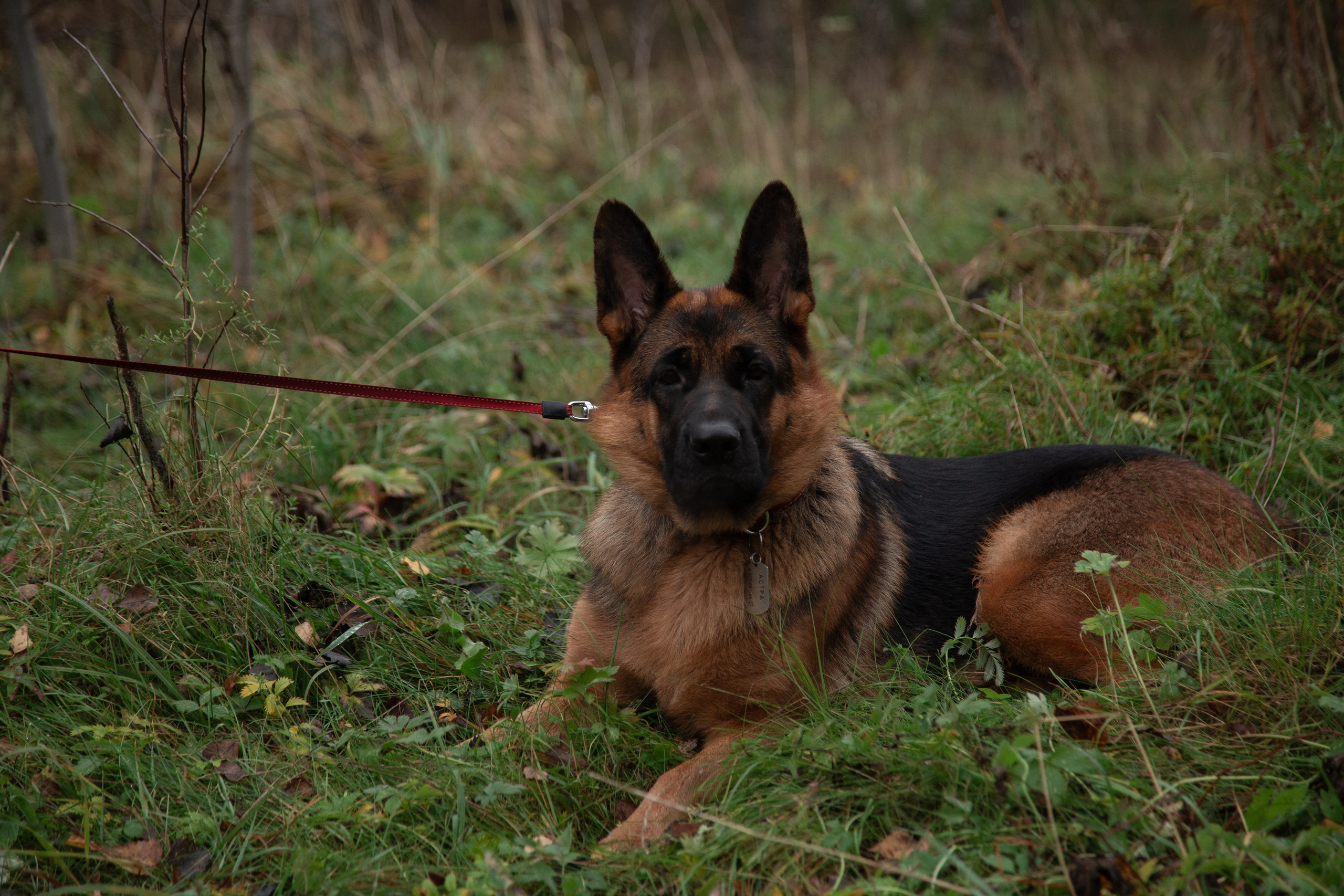 Съемка питомцев. ГЛАЗА РАЗБЕГАЮТСЯ