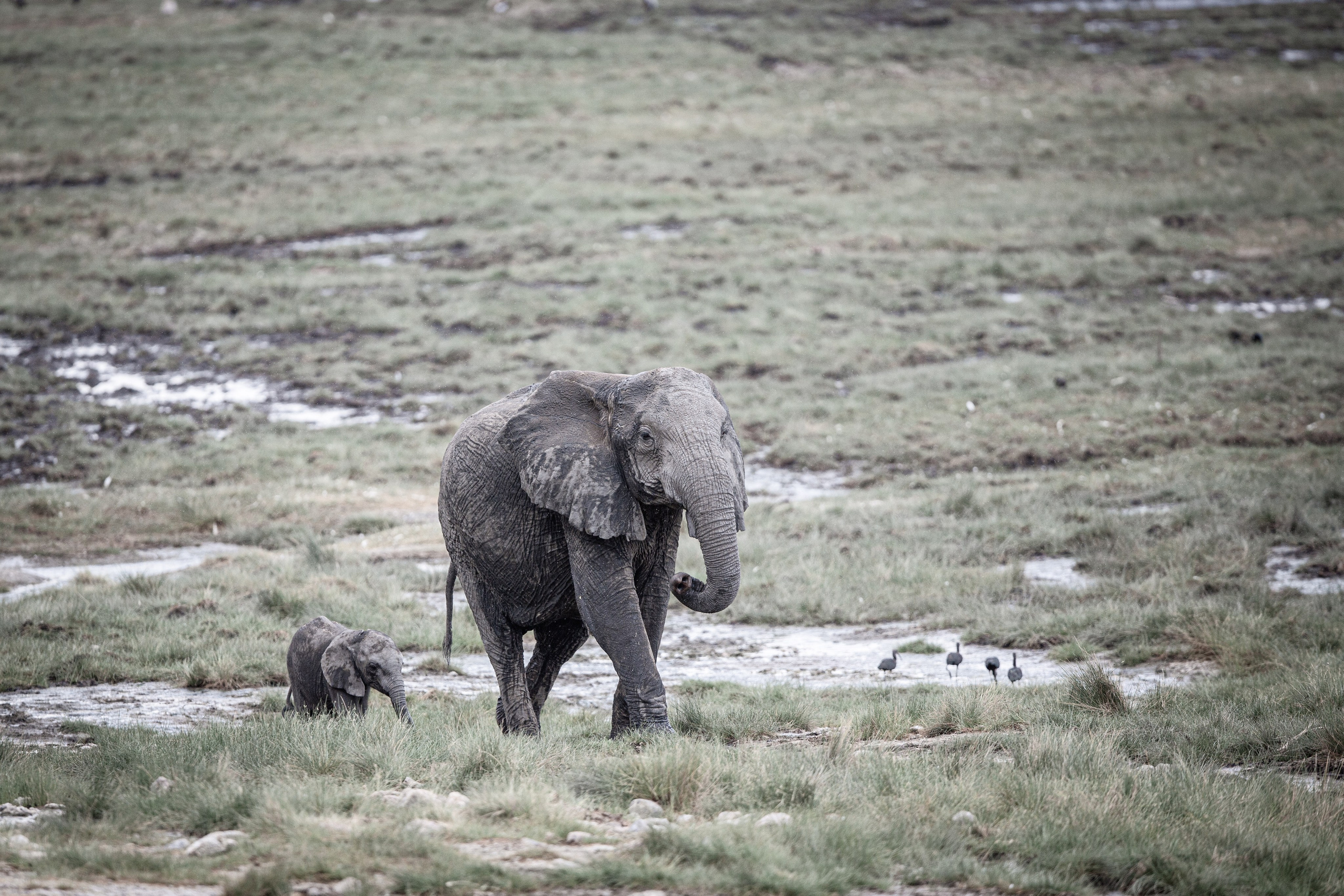 Танзания. Добродеева Алла фотограф, Москва