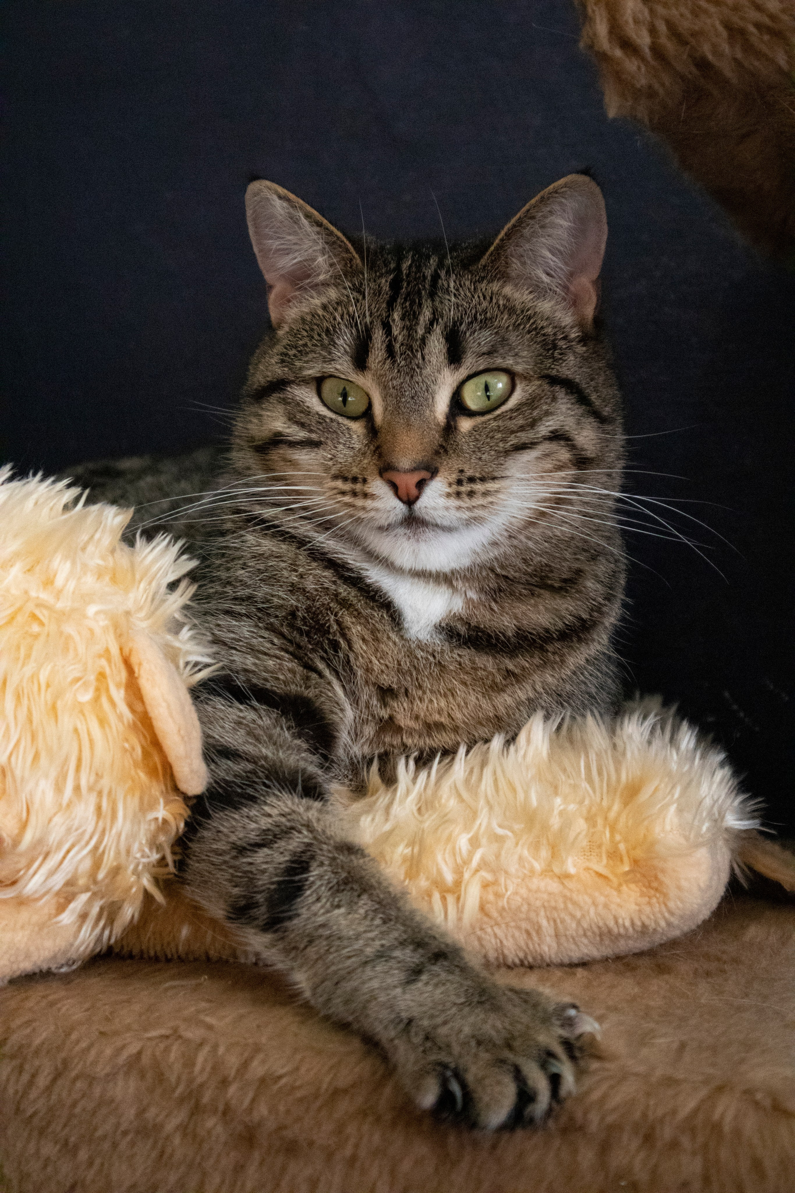 Животные. Фотограф Красноярск | Касьянова Мира