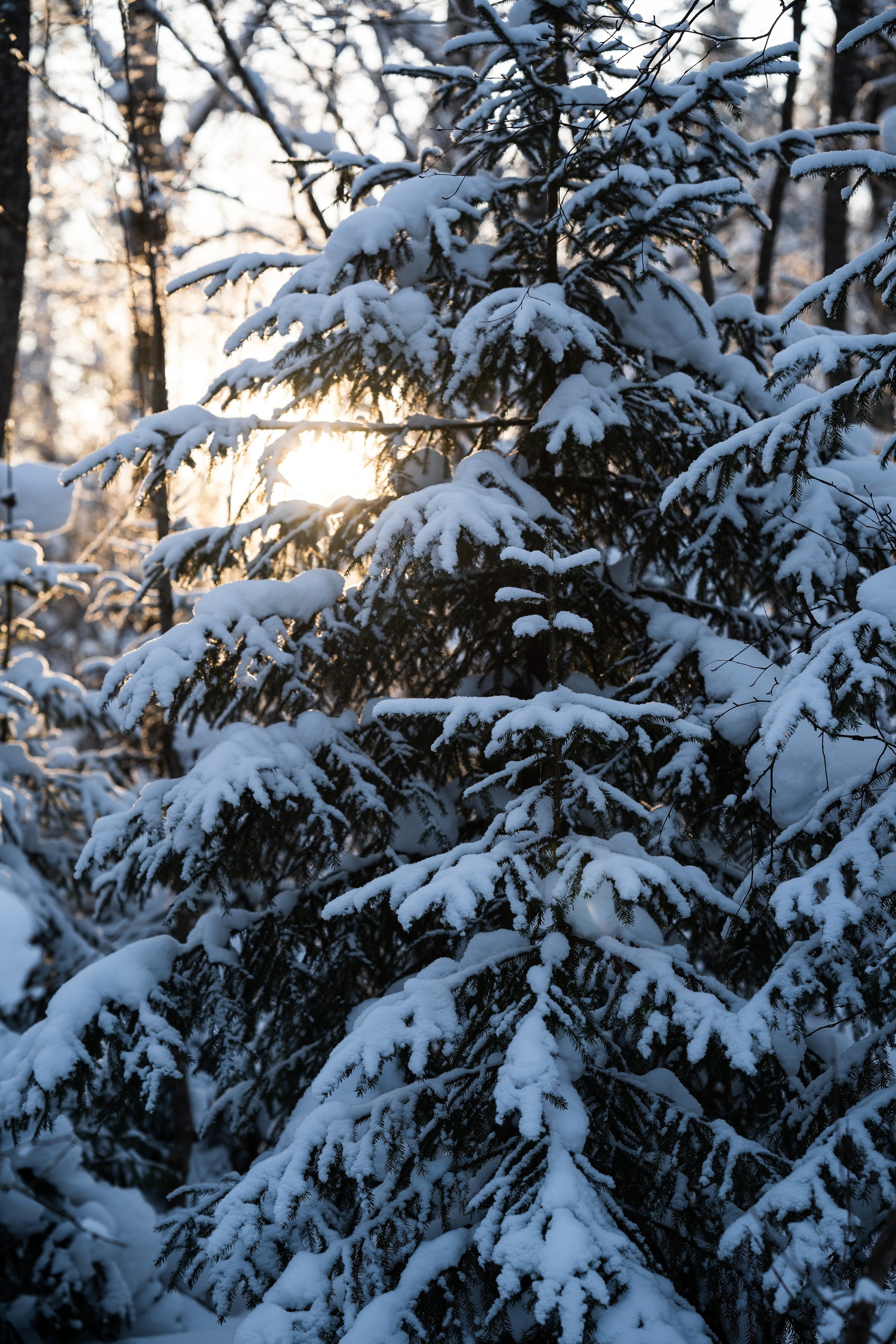 Природа. Фотограф Ирина Иванова