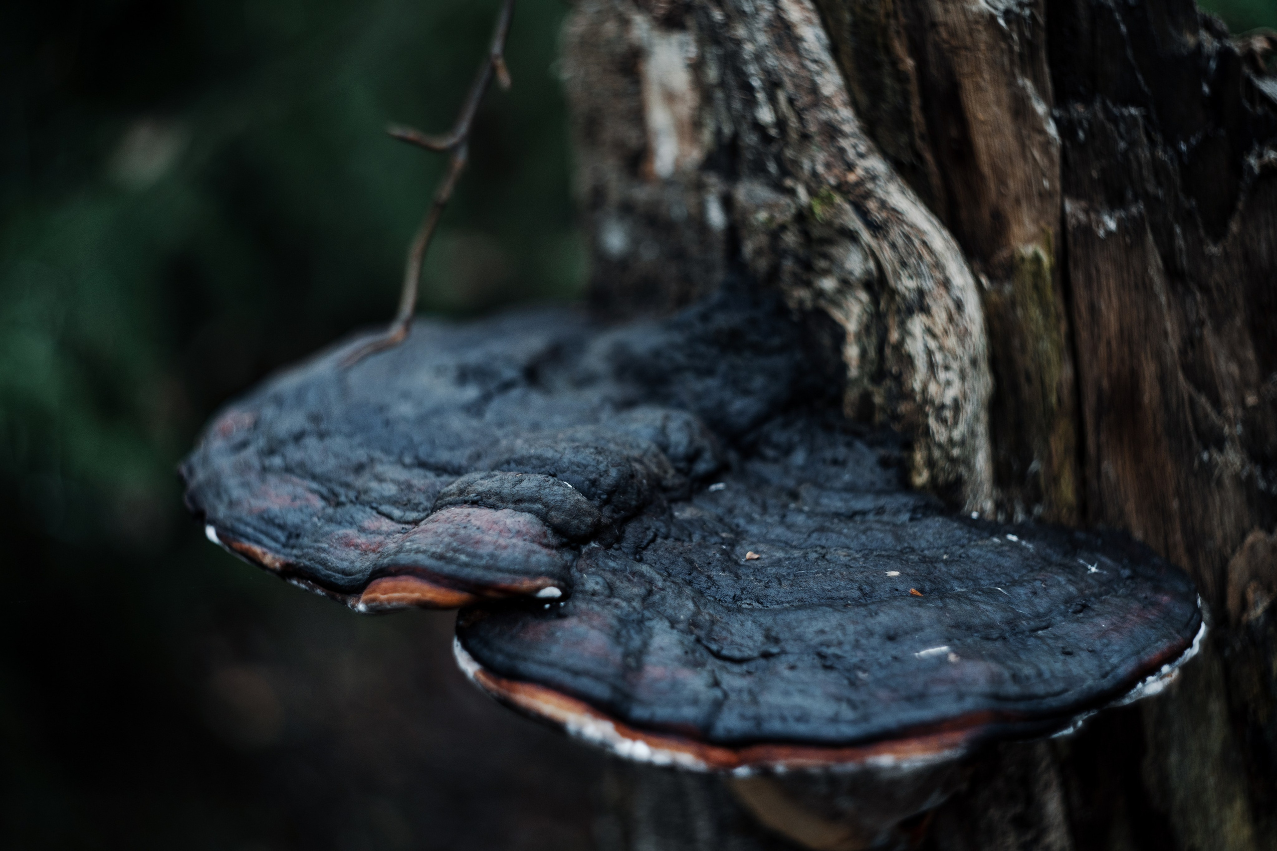 Природа. Фотограф Ирина Иванова