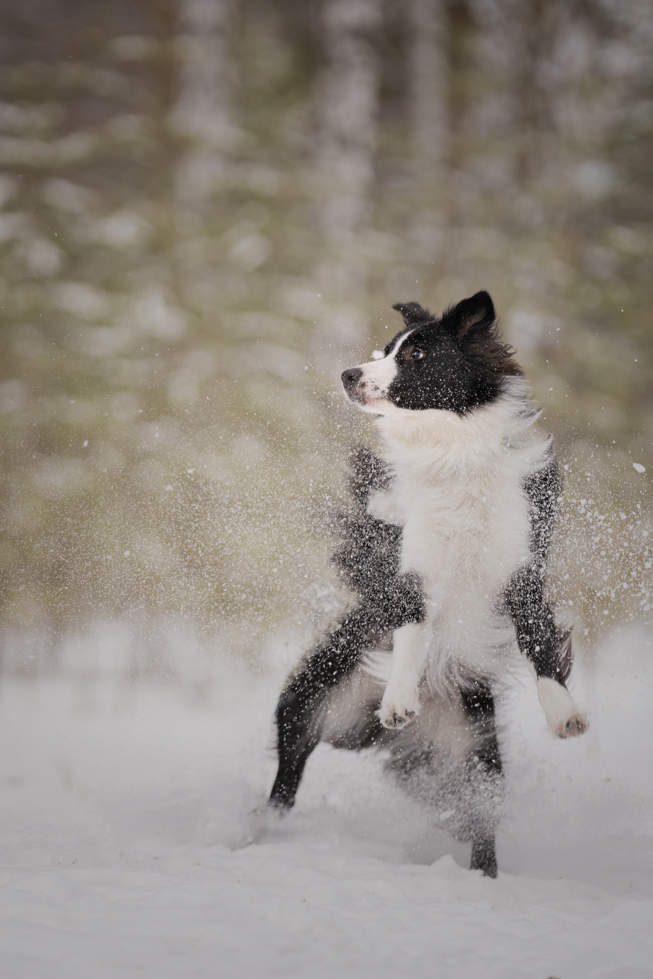 Близзард. Kameramotor74