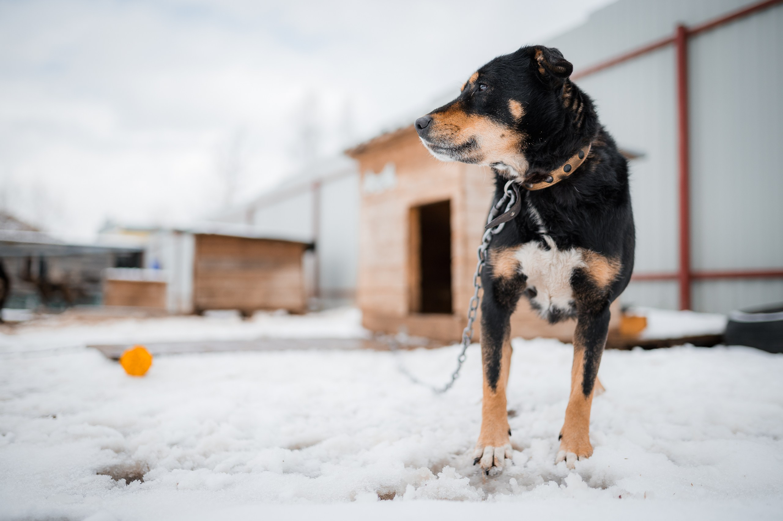 Кира. Улыбка собаки — спасение и пристройство бездомных собак