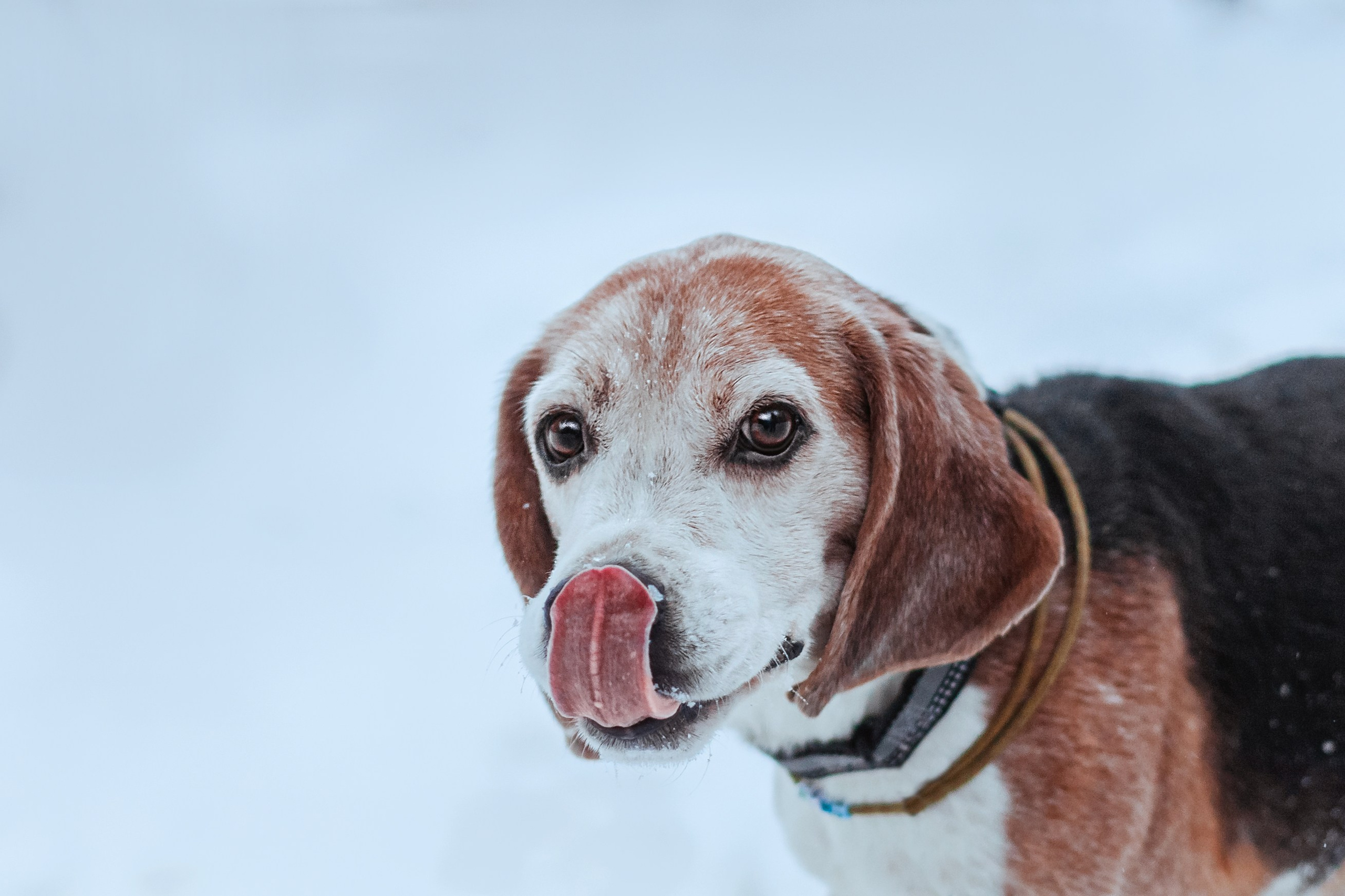 Дом для Биглей 2023. Фотограф-анималист Татьяна Степанова