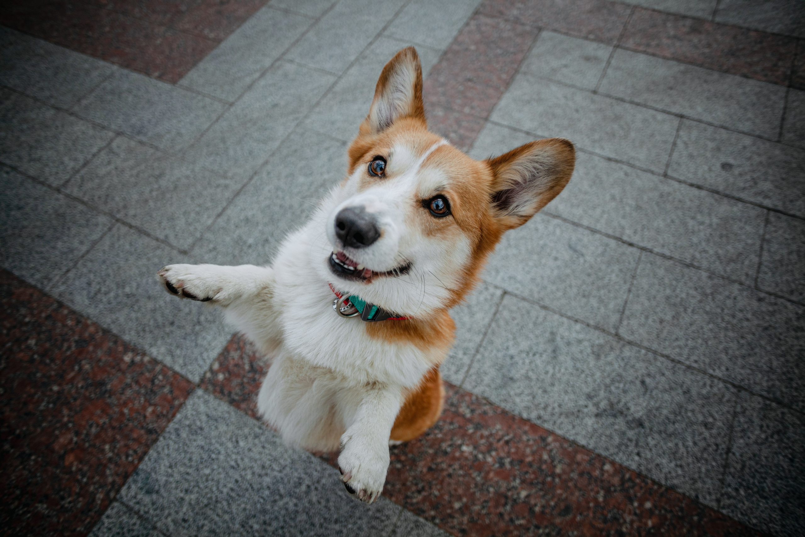 Андреевский мост. Фотограф-анималист Татьяна Степанова