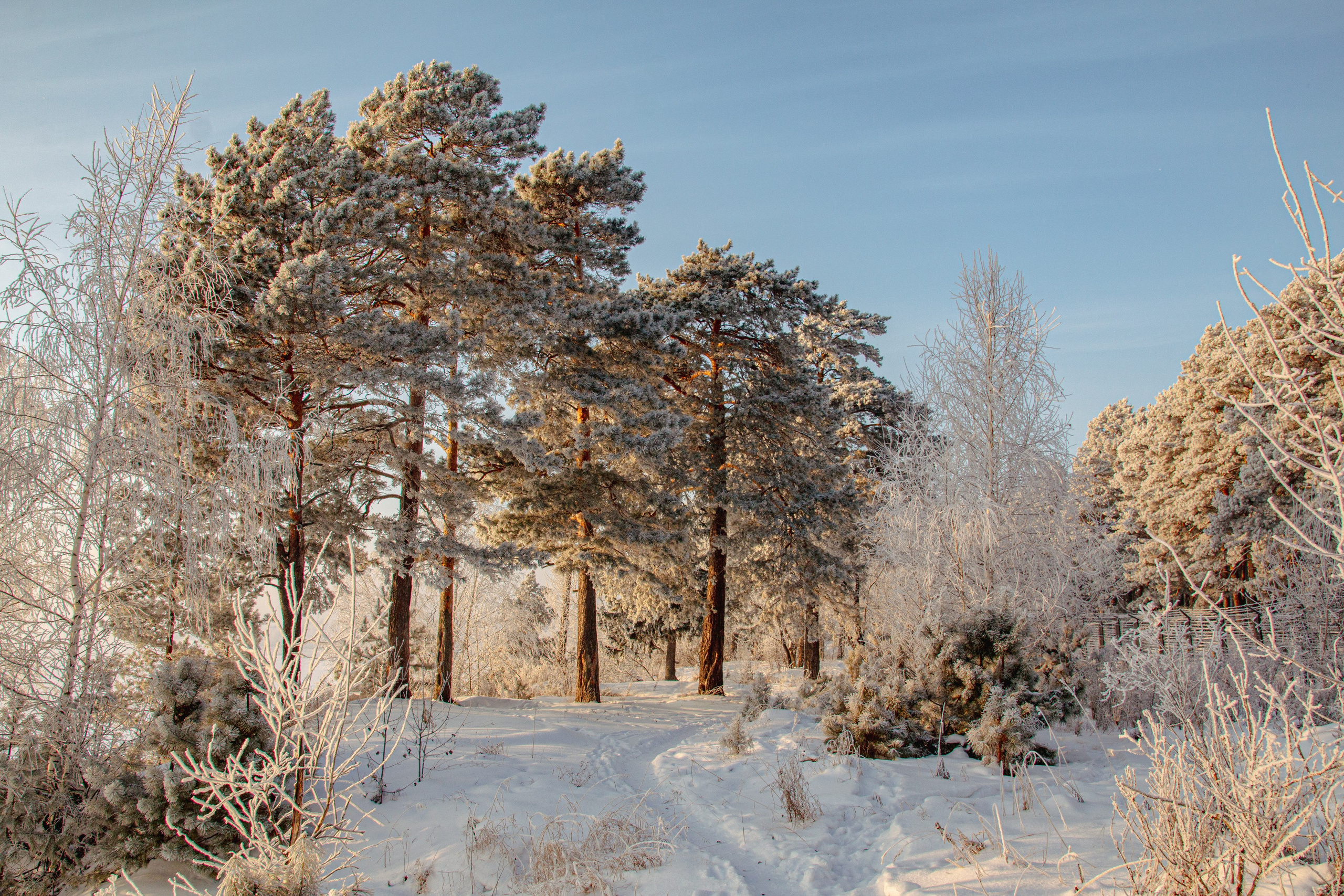 Зима. Ваш фотограф Северск | Томск