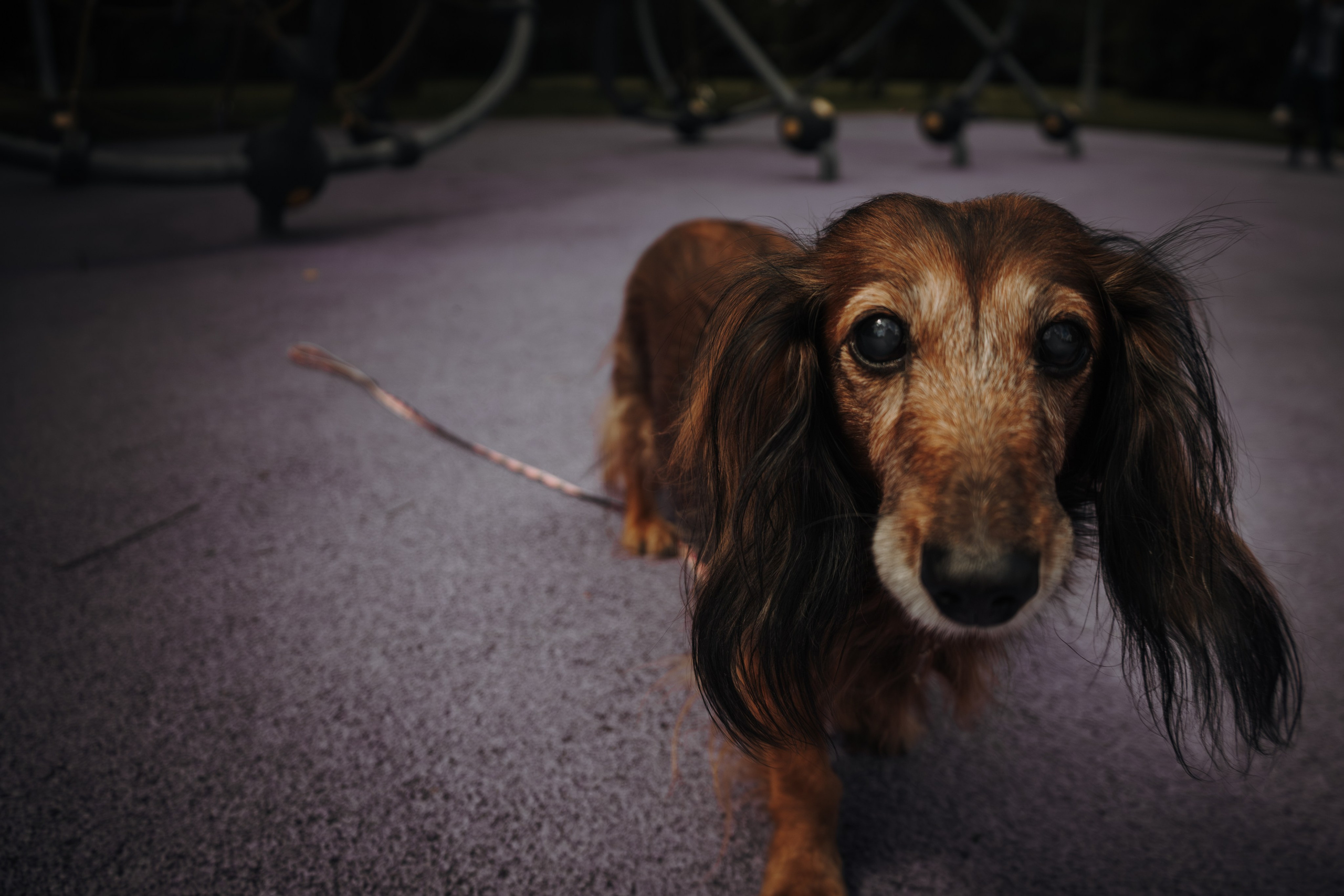 Семейная фотосессия с собаками в парке. Фотограф-анималист в Москве Екатерина Тихонова