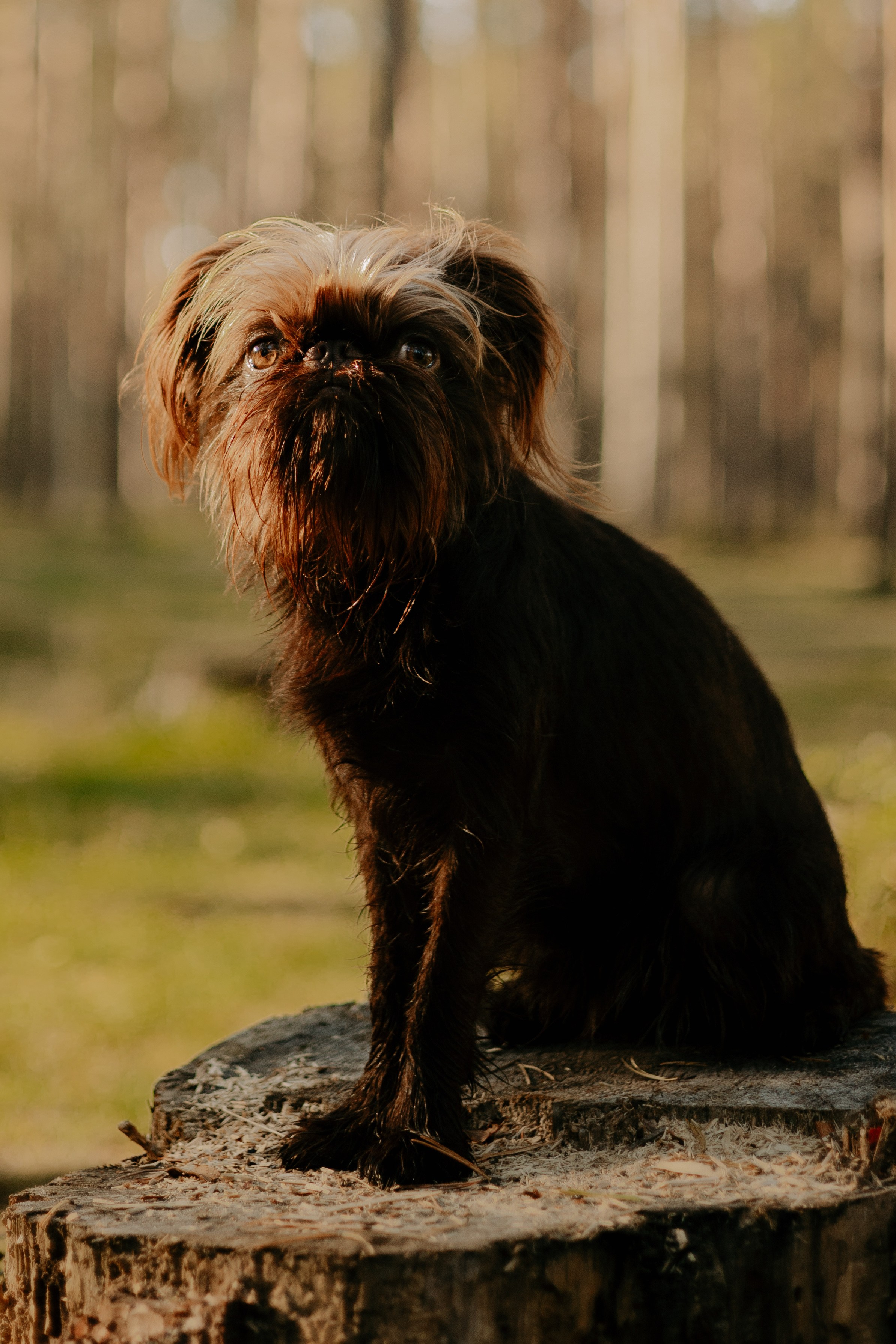 Катерина & Лунка. Фотограф — анималист •love-story•|Санкт-Петербург
