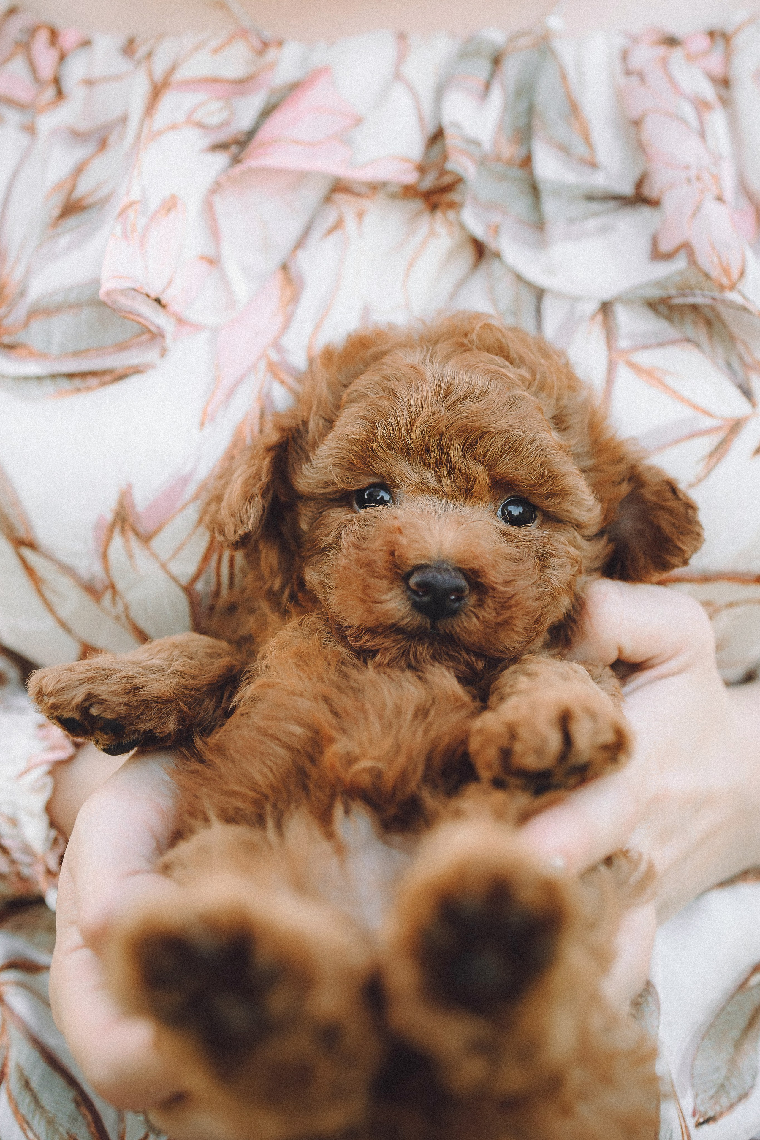 Гречка, Кари и щенки