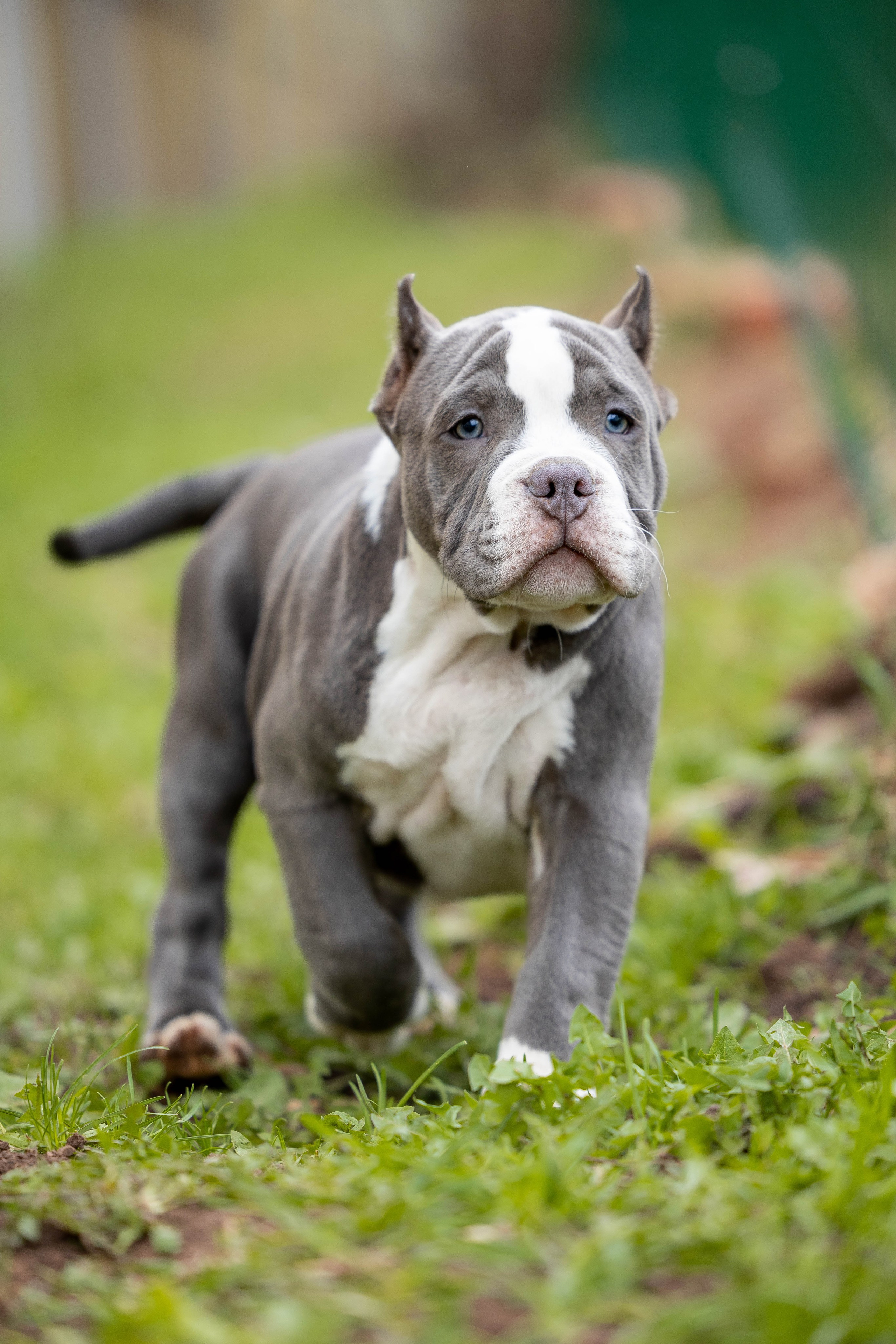 Щенки булли. Фотограф Анималист в Перми Анастасия Остерман