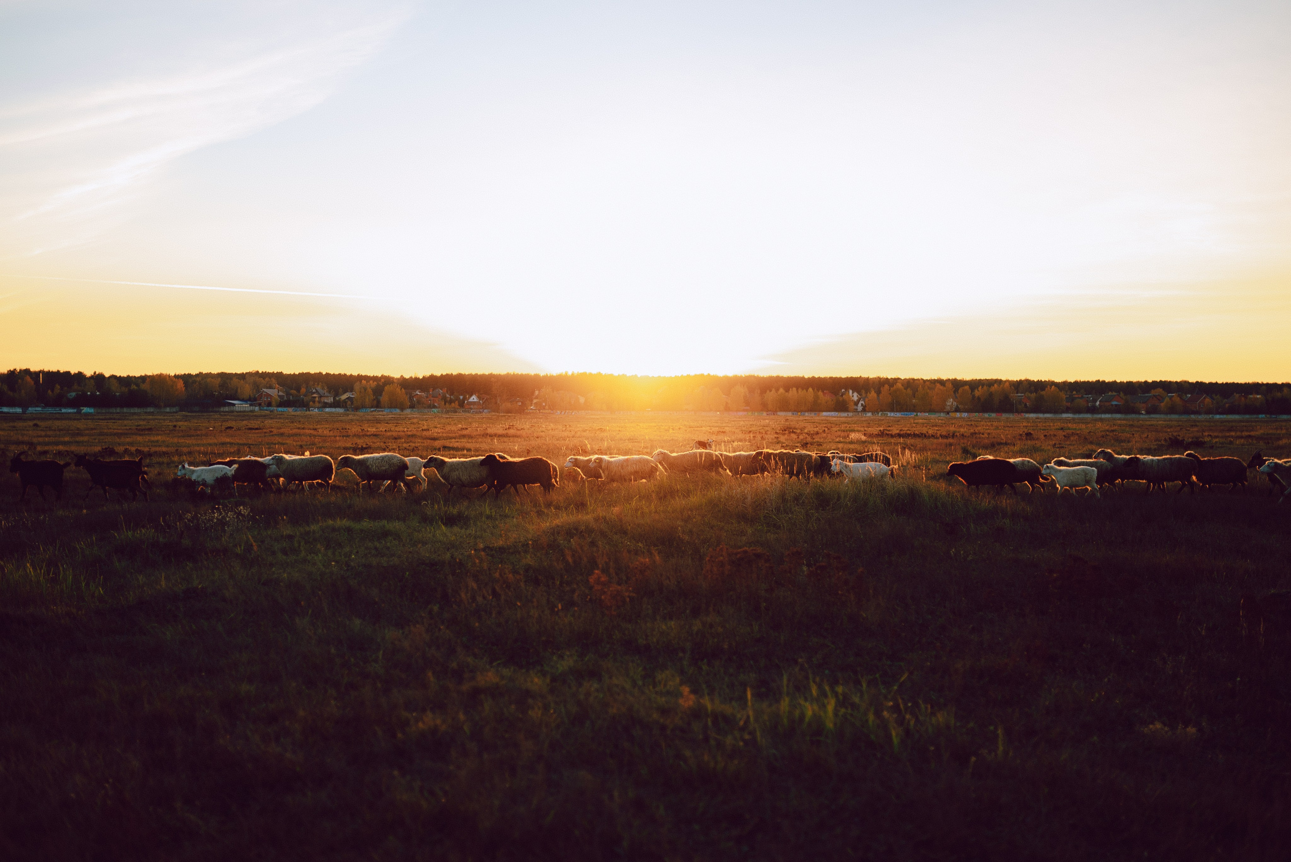 Встреча заката. Семейный и детский фотограф в Щелково Алена Дробот