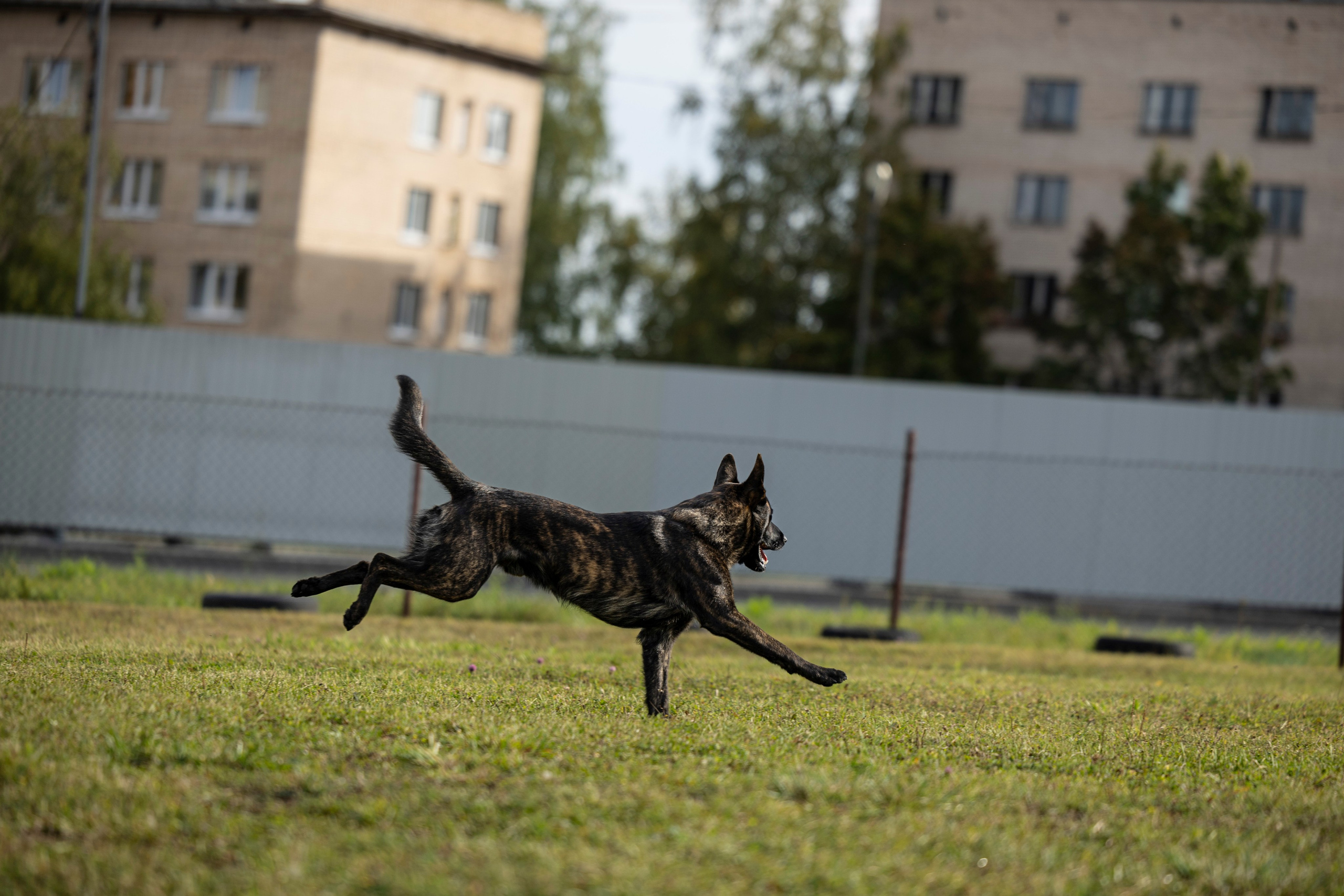 Испытания по Мондьорингу г. Пушкин. Фотограф-анималист Анна Маринич